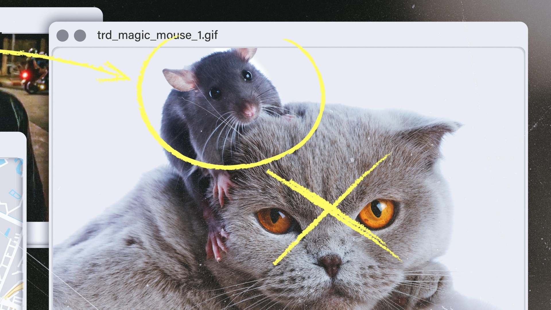 Cat and Mouse