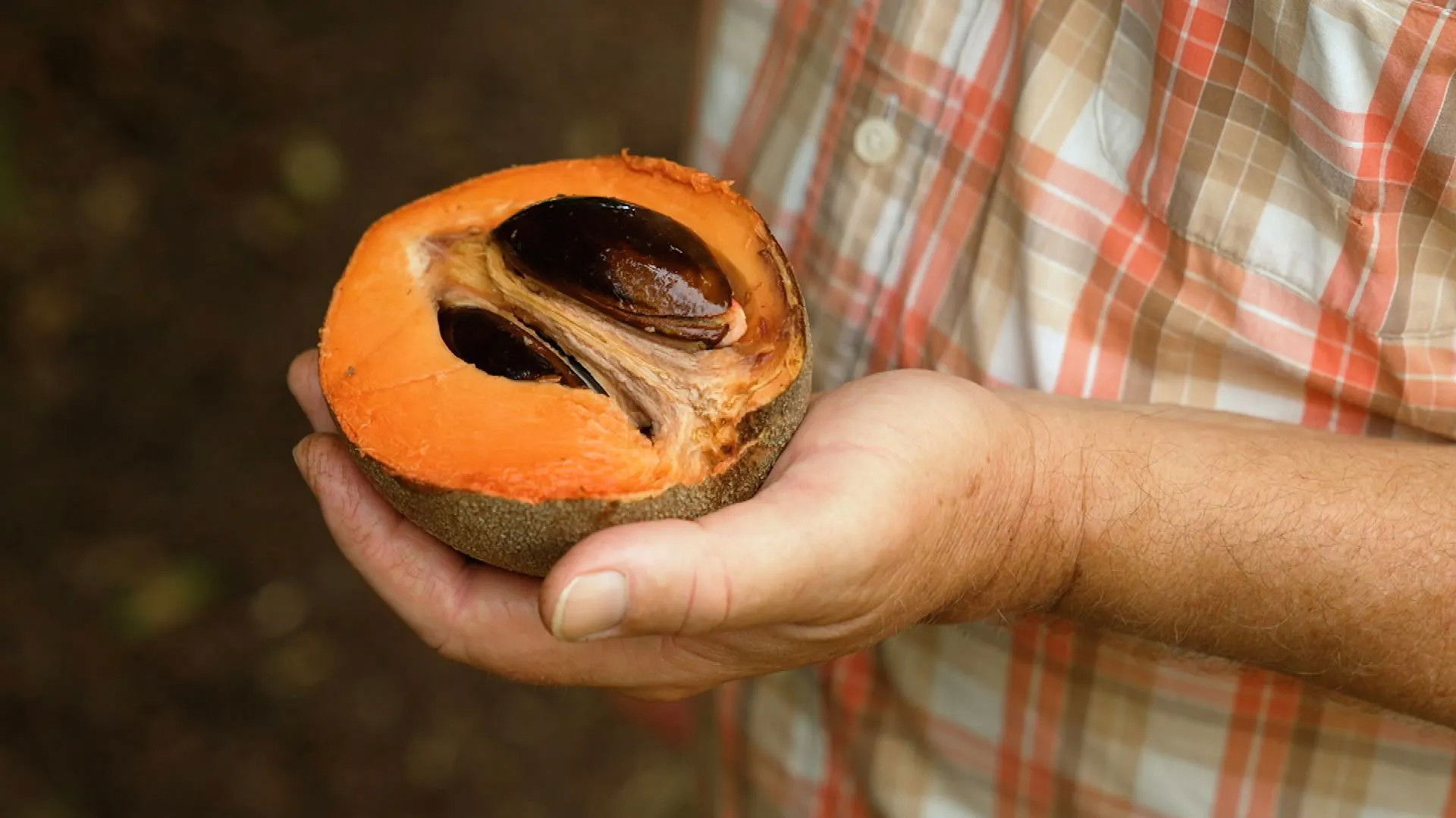 Episode 21 Winter: Exotic fruits & cool conifers