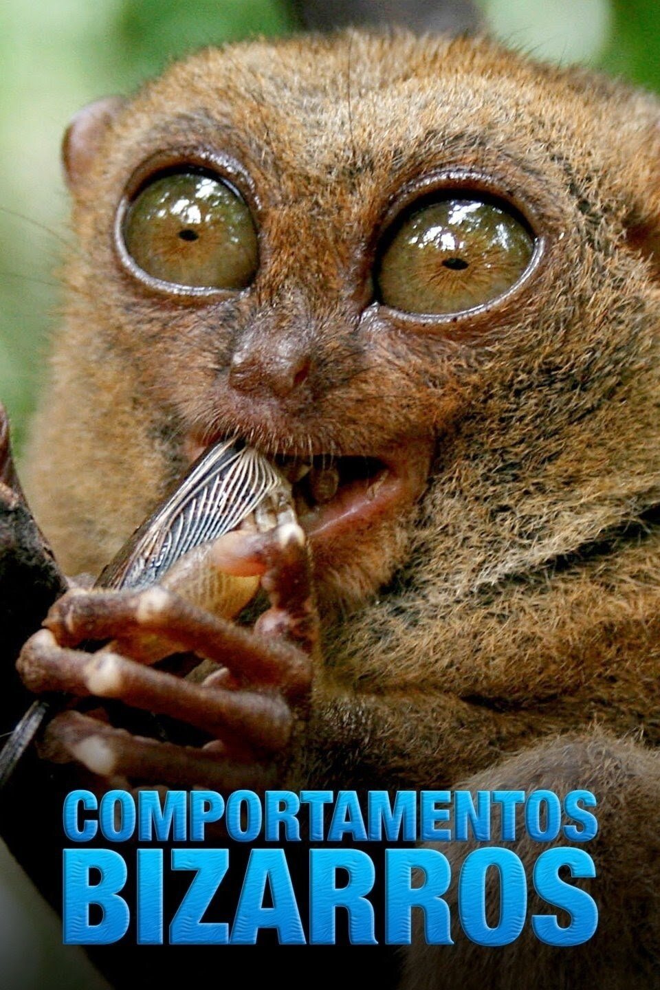 Poster de Comportamentos Bizarros