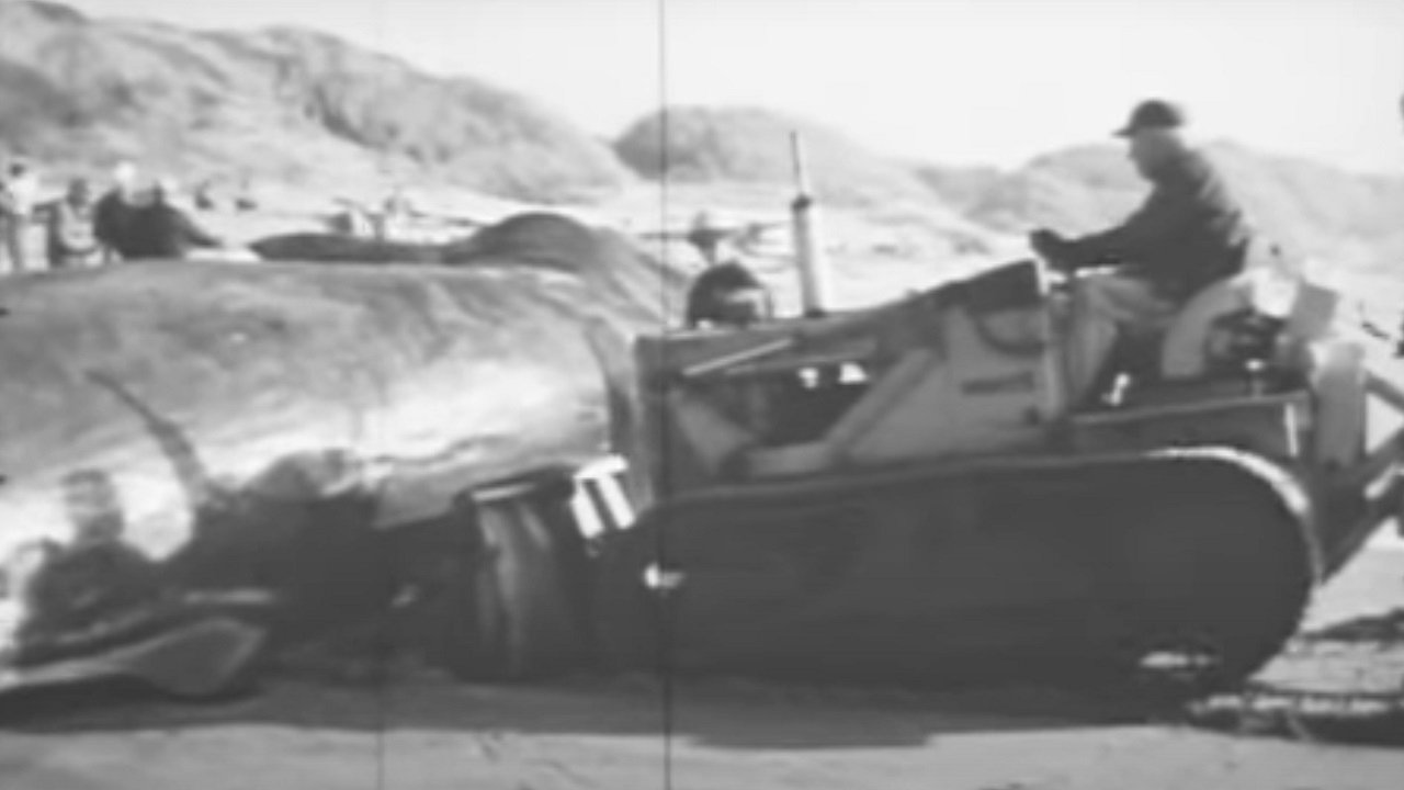 The Whale