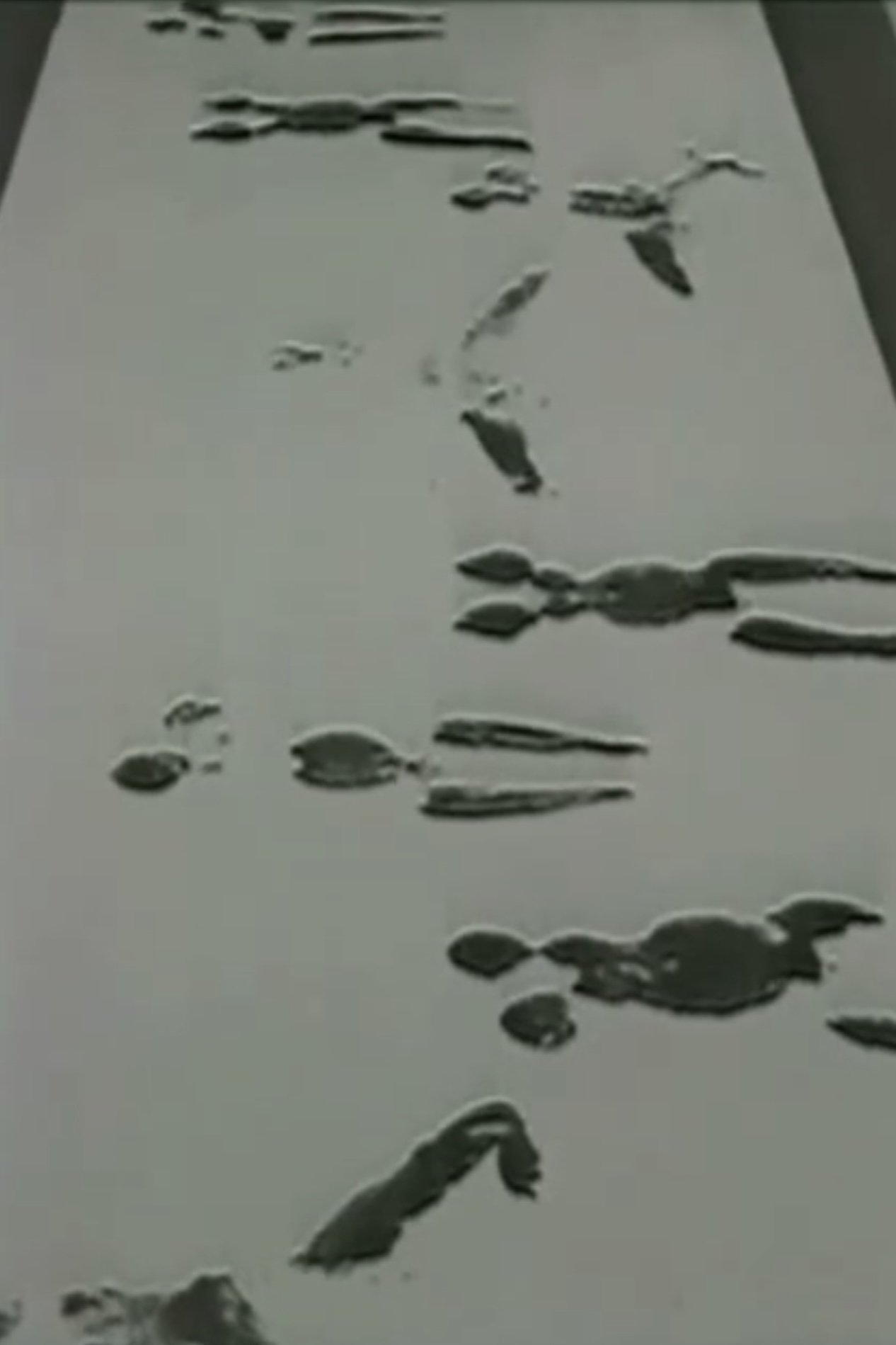 Poster de Anthropometries of the Blue Period and Fire Paintings