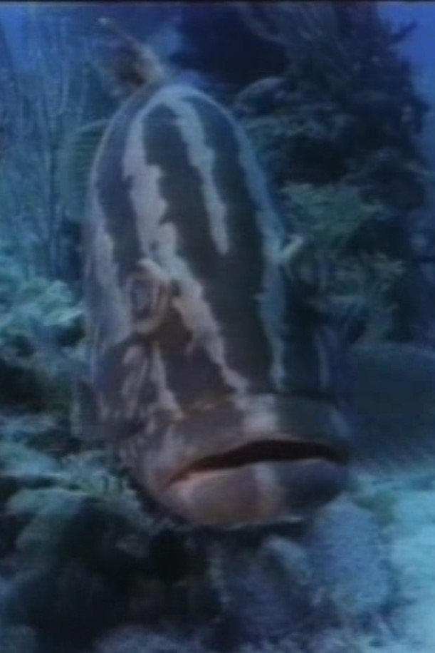 Poster de The Living Sea