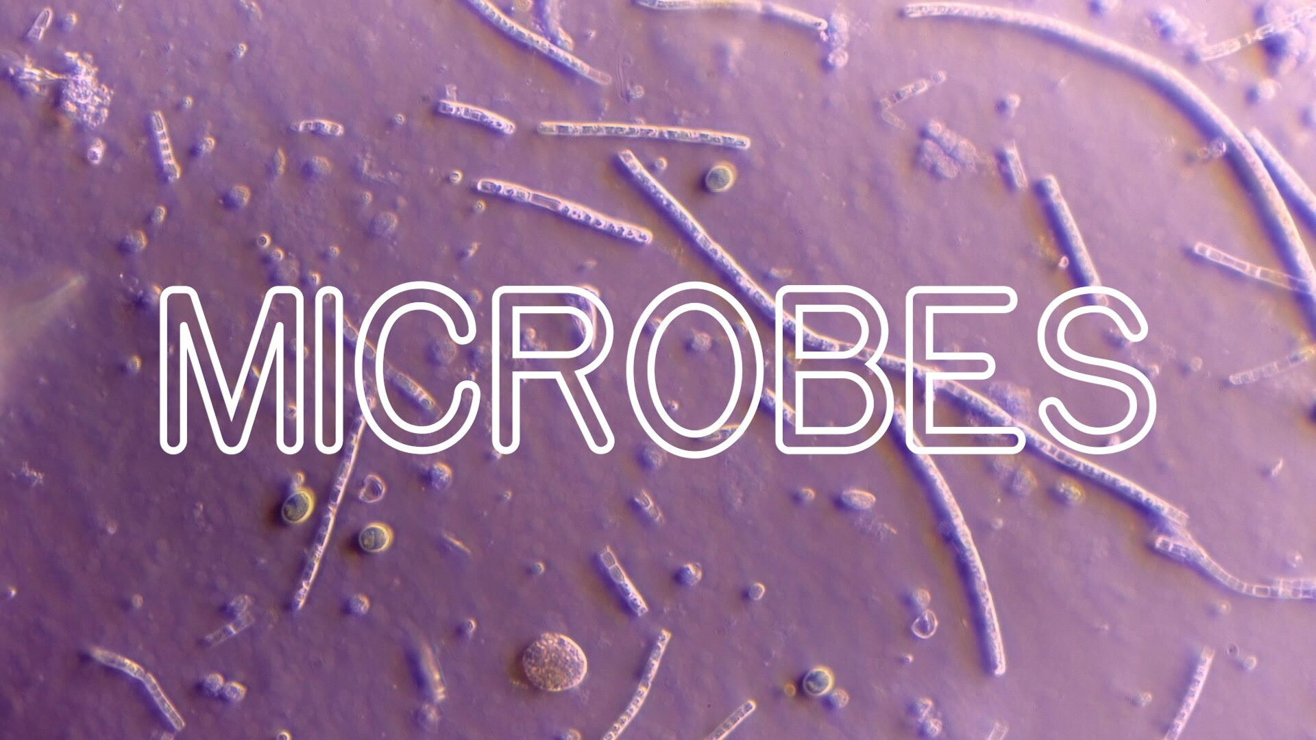 How Microbes Rule Your World