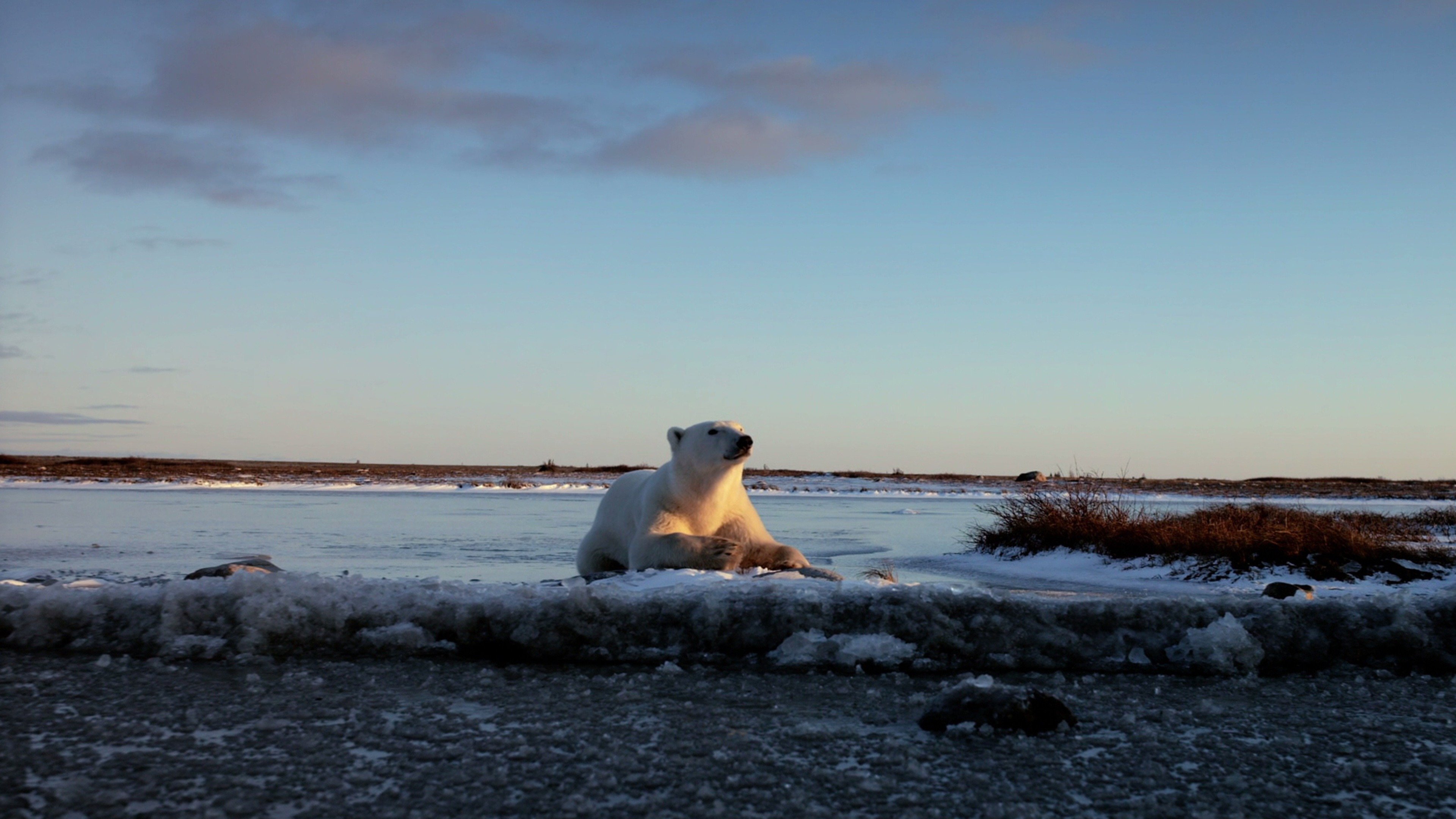 Wonders of the Arctic 2014 123movies