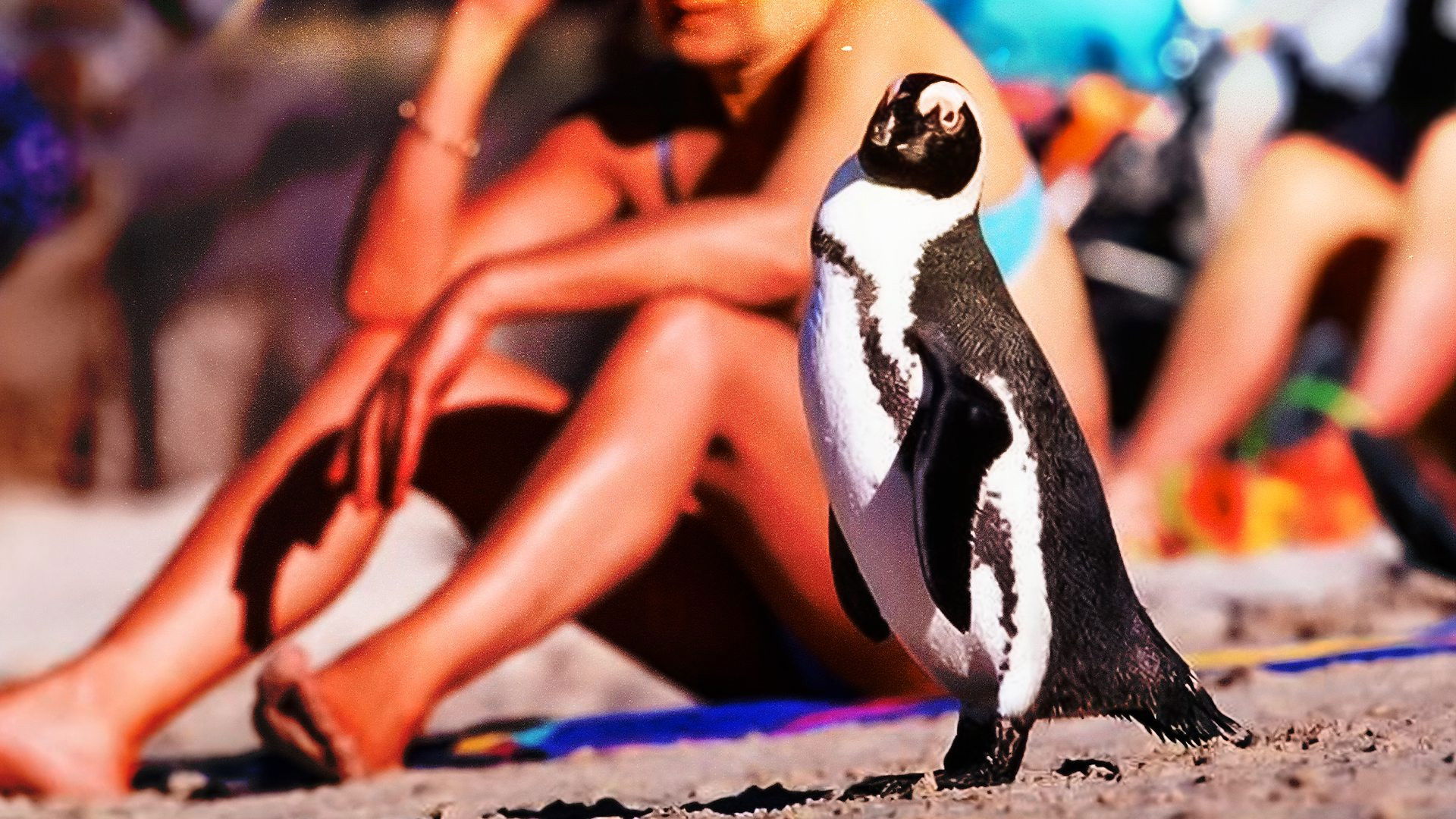 African Penguin: A Cool Bird in a Hot Spot
