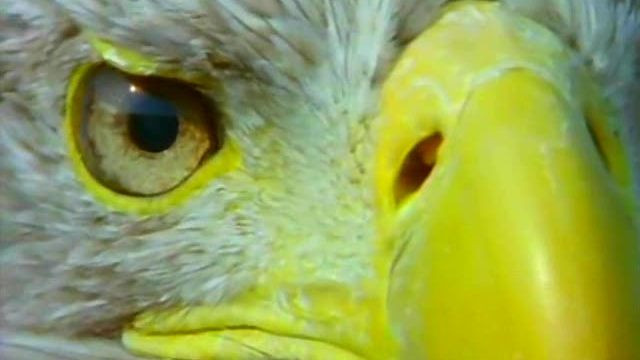 The Eagle Has Landed