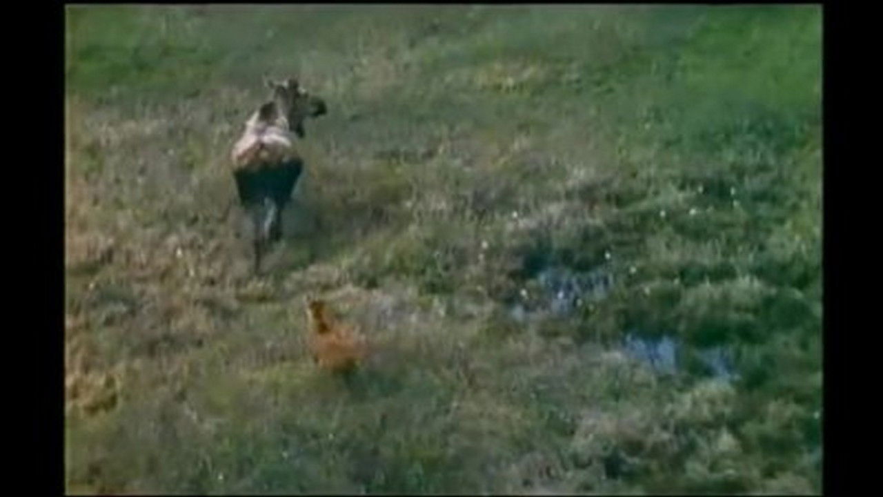 Trailing the Midnight Sun