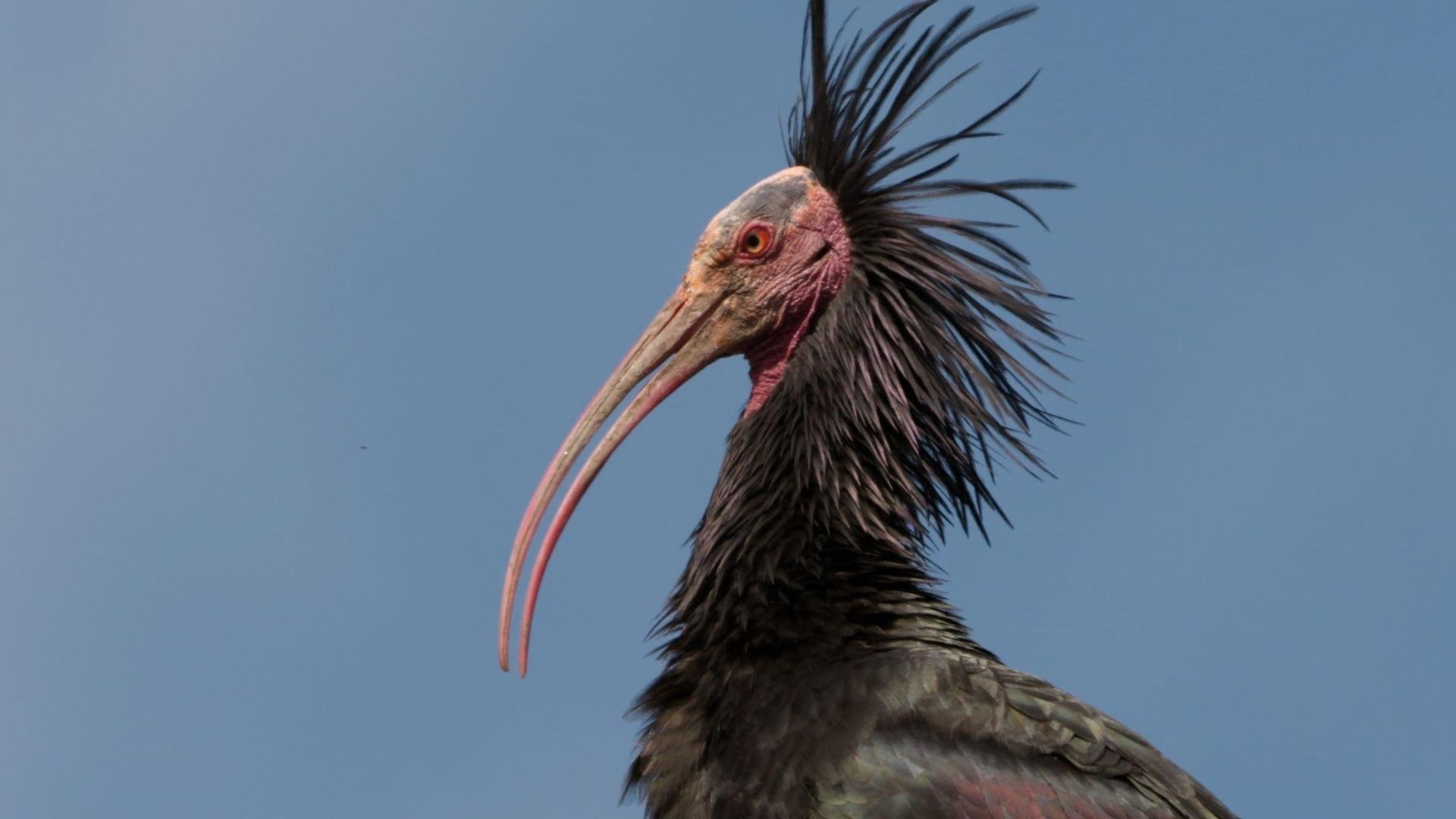 Der Waldrapp: Zugvogel im Aufwind
