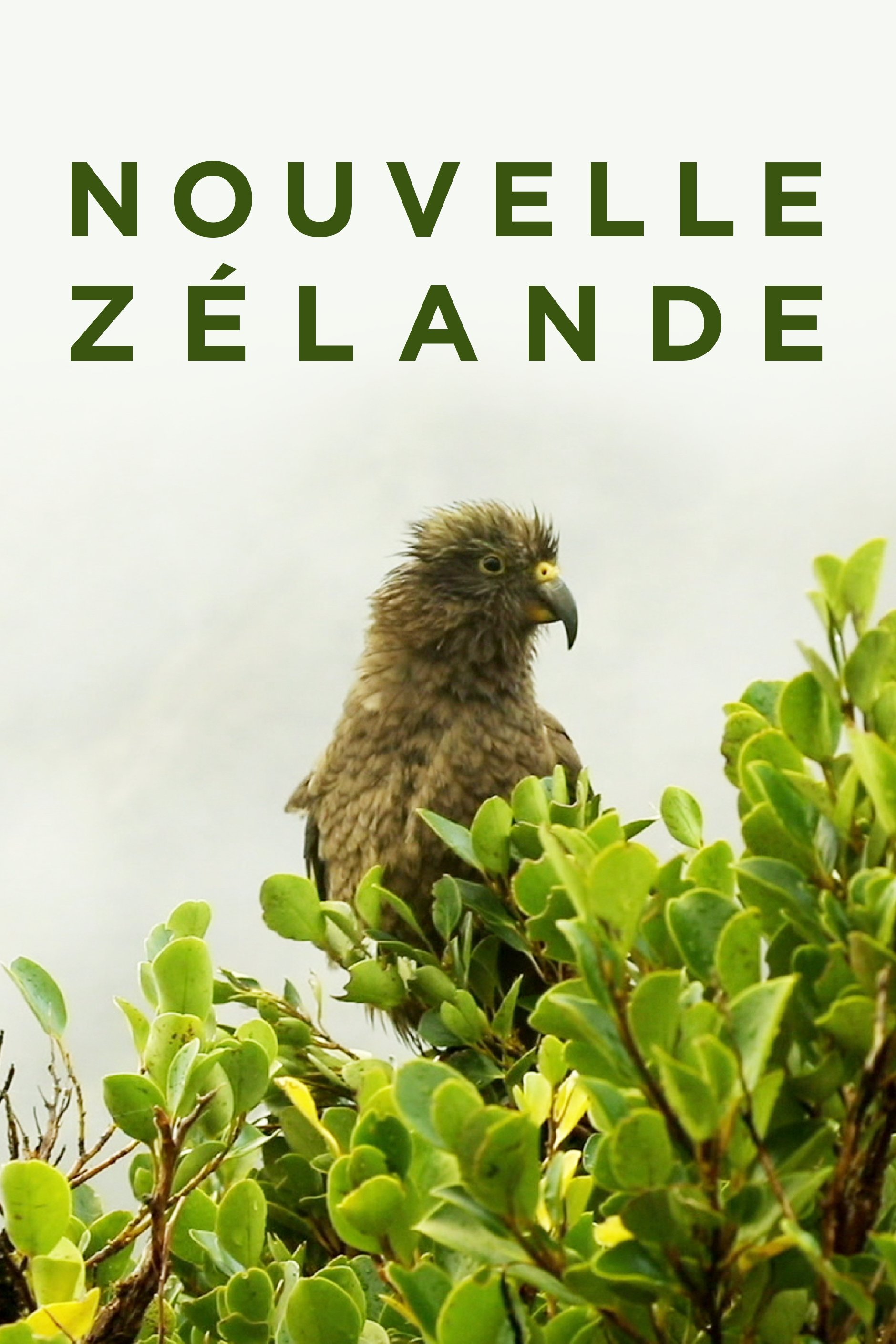 Poster de Nouvelle-Zélande : La Reconquête Maorie