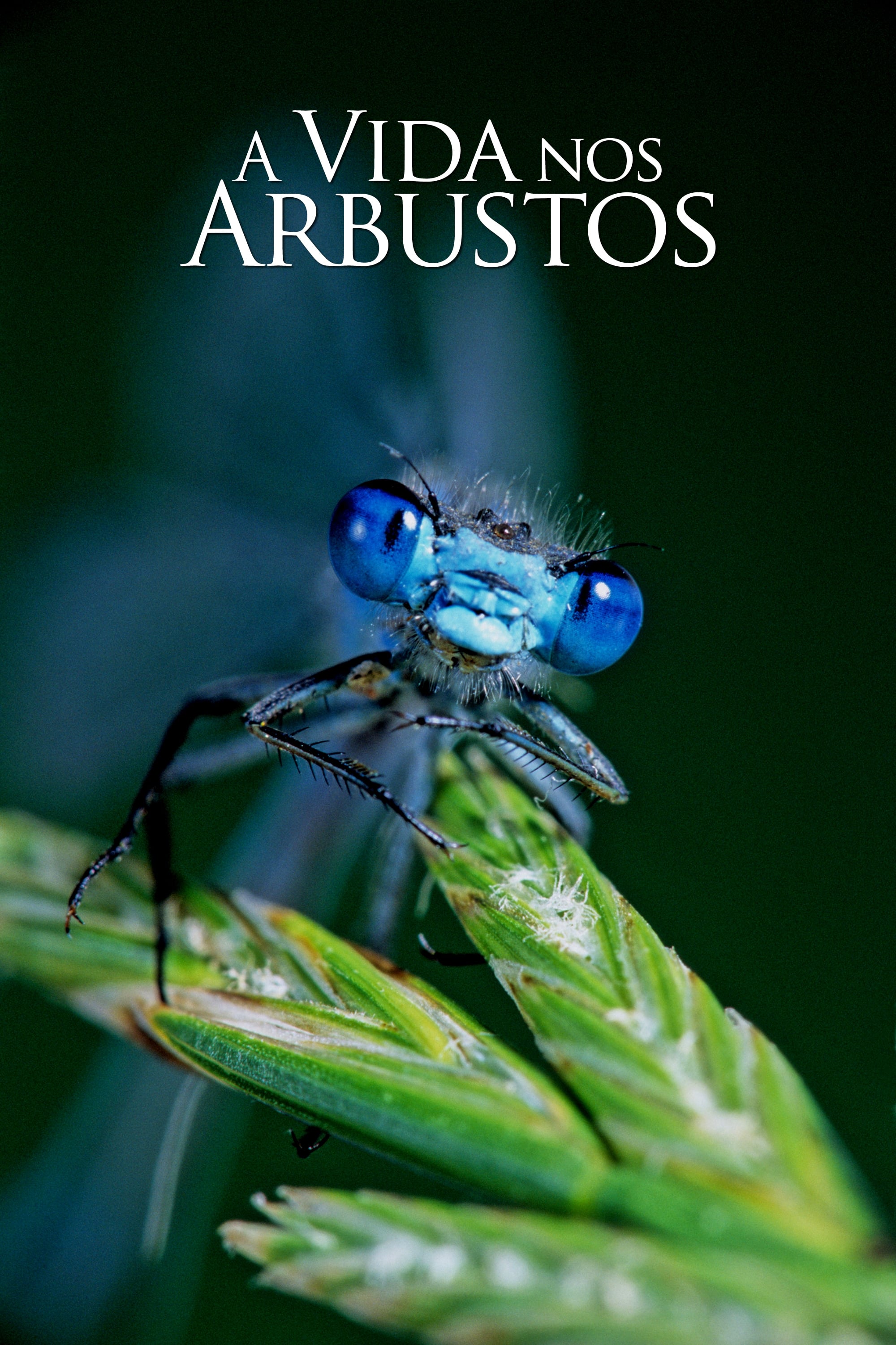 Poster de A Vida nos Arbustos