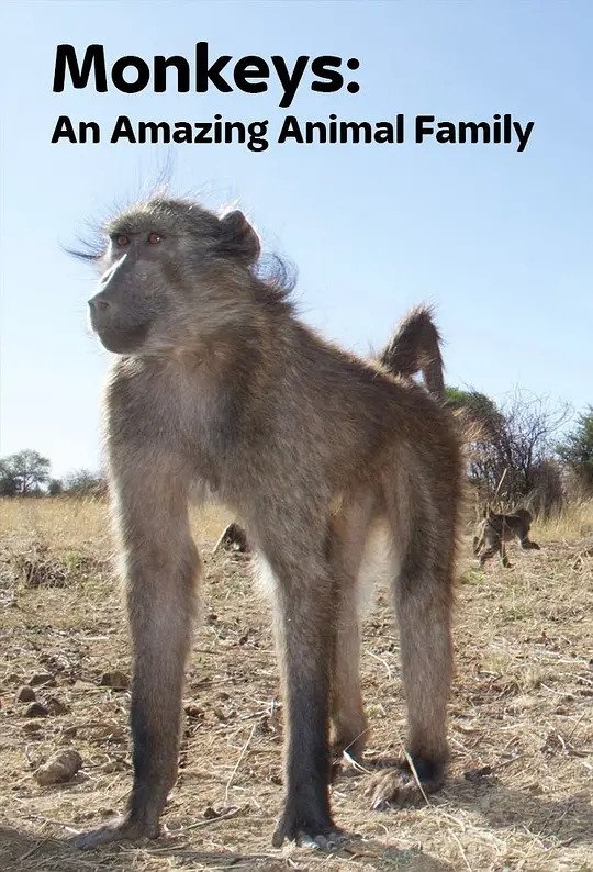 Poster de Monkeys: An Amazing Animal Family