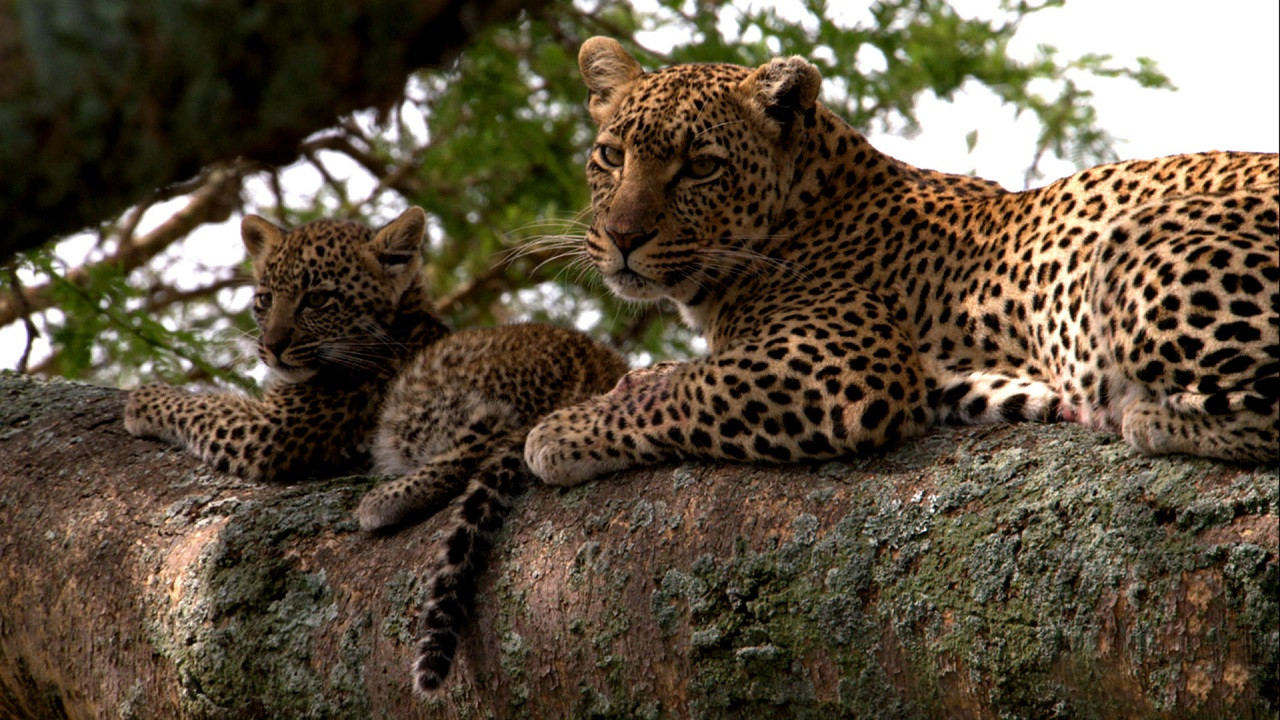 Premiers pas dans la nature