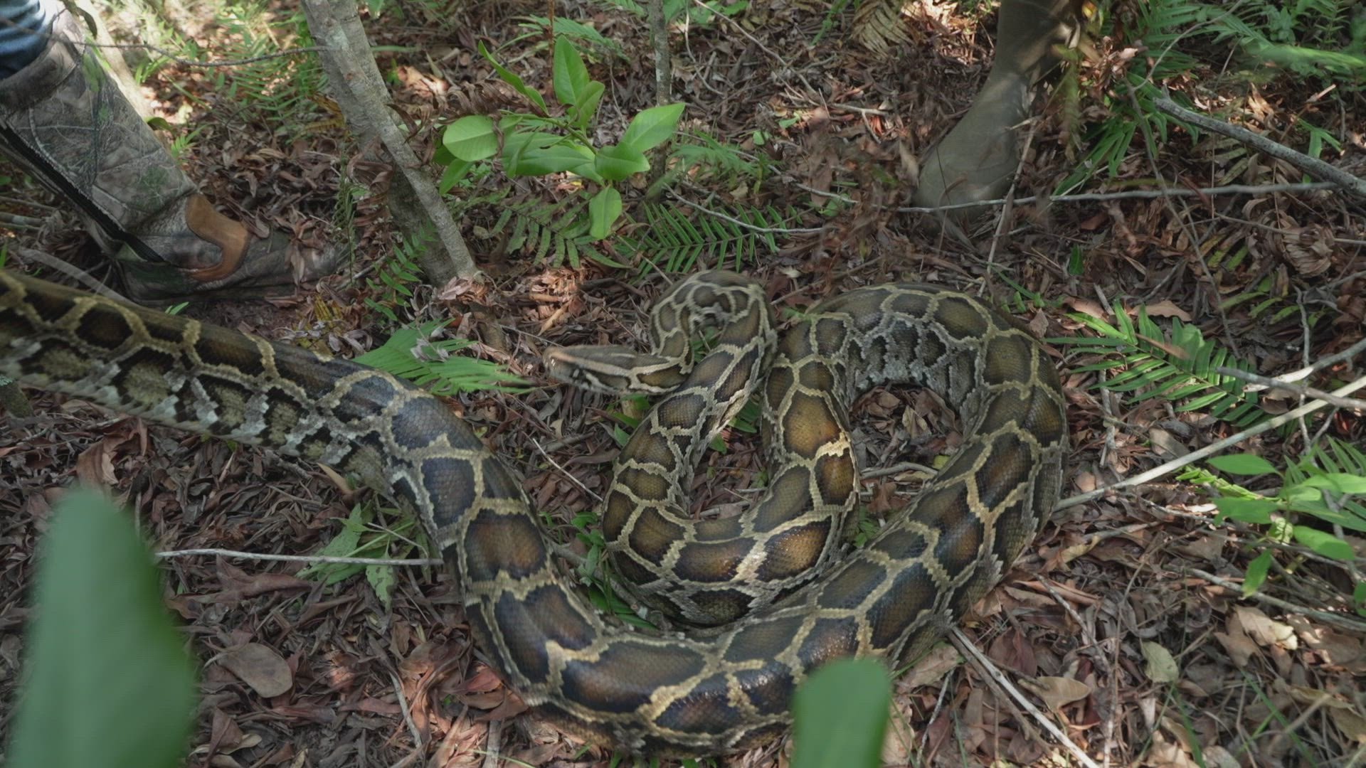 Swamp People: Serpent Invasion 4×12