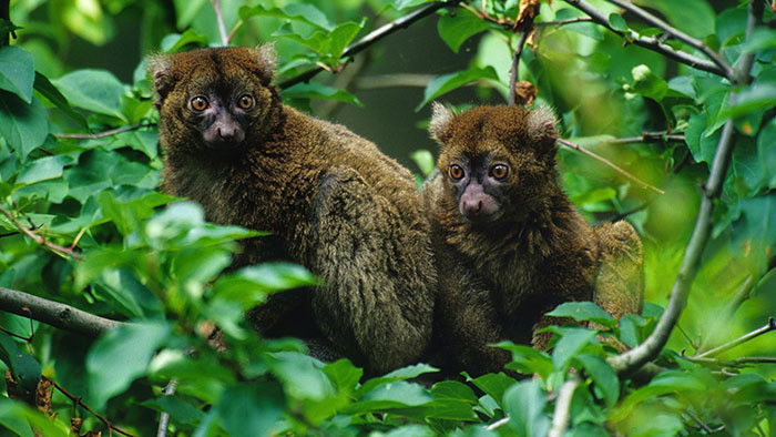 Paris Zoo: An Insider's View