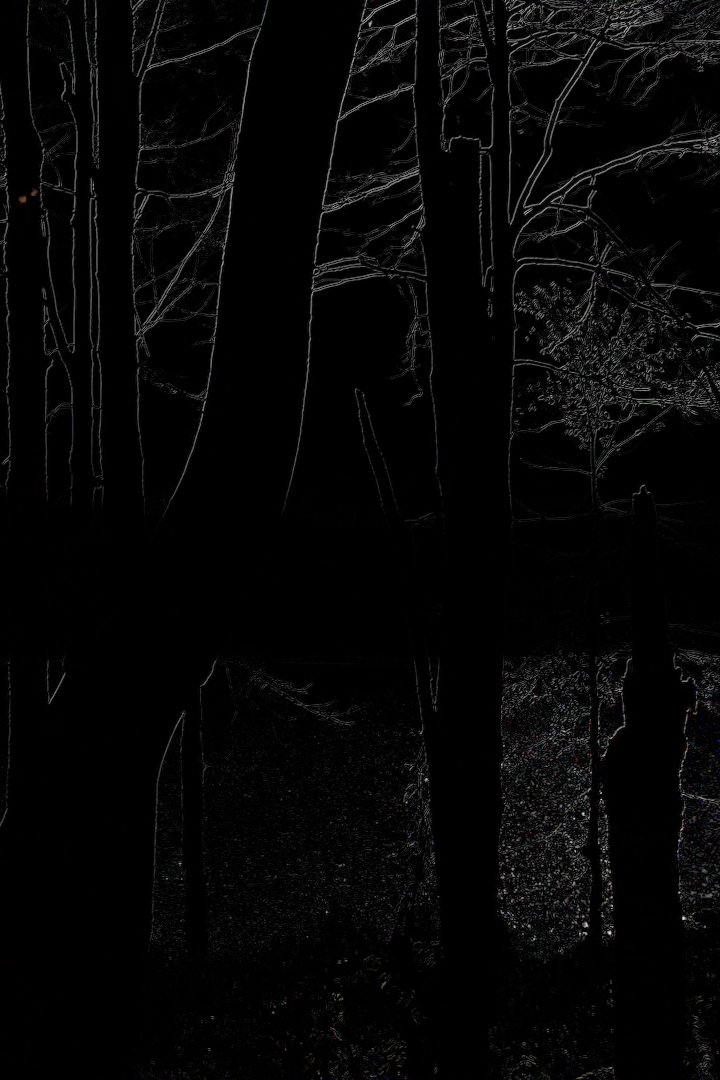 The Heart of the Wood