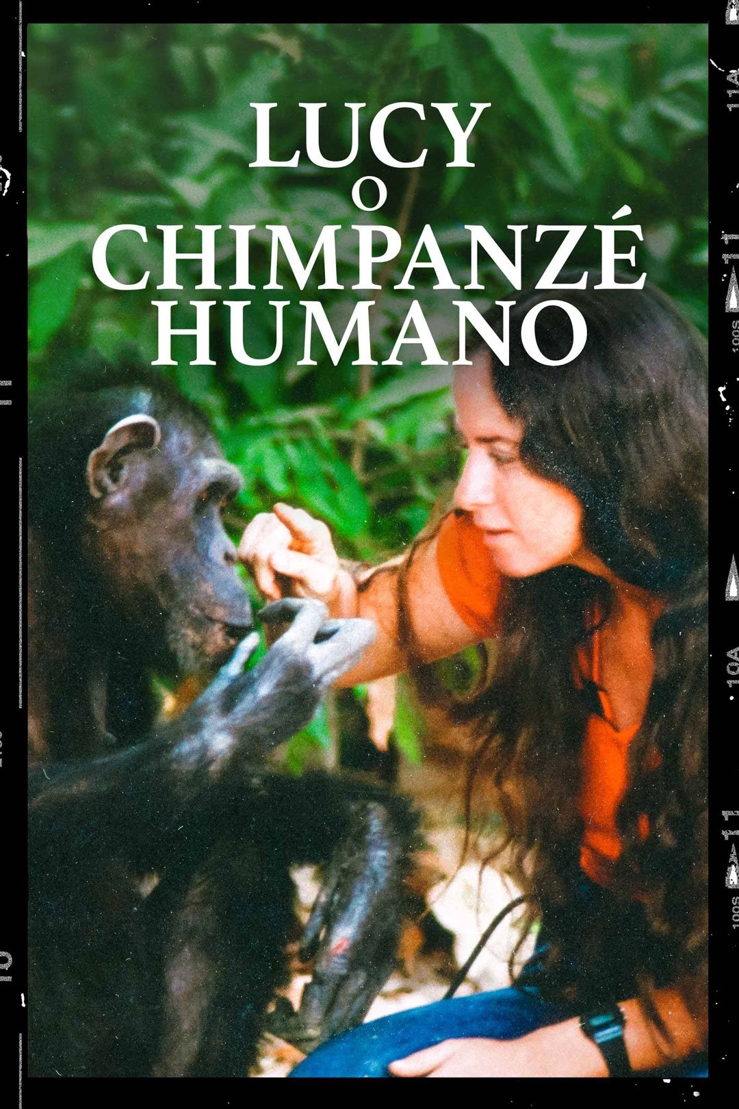 Poster de Lucy, O Chimpanzé Humano