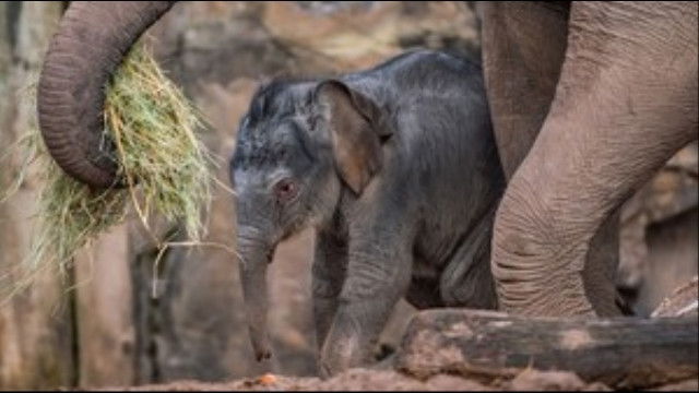 Extraordinary Births Special