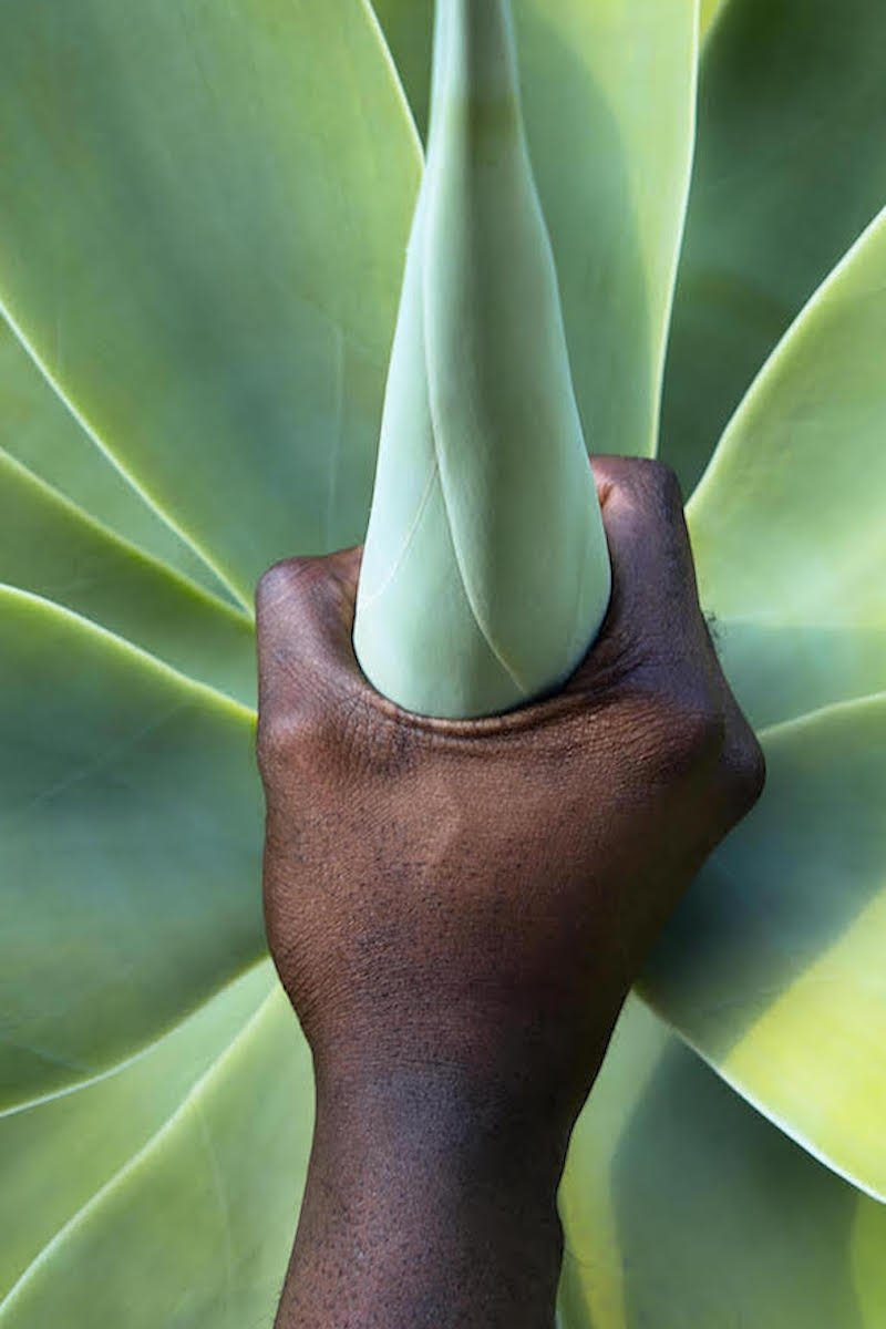 Poster de Plant Magic