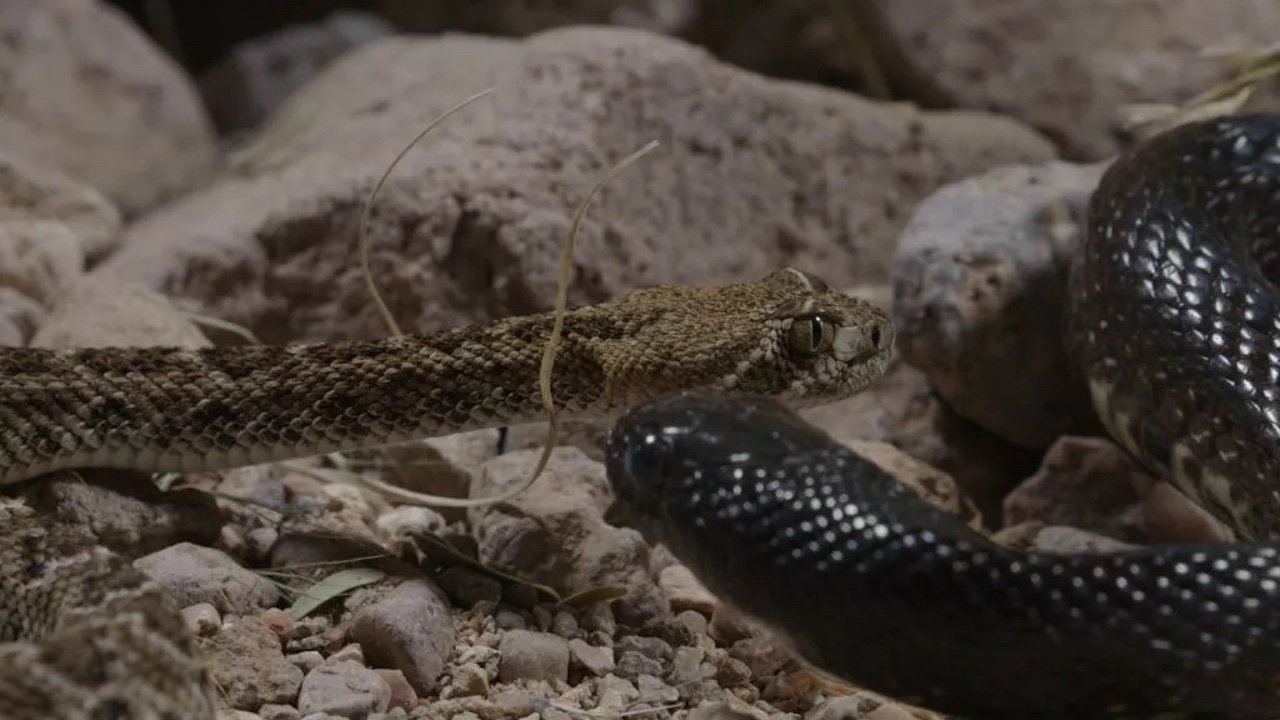 World's Deadliest: Super Snakes