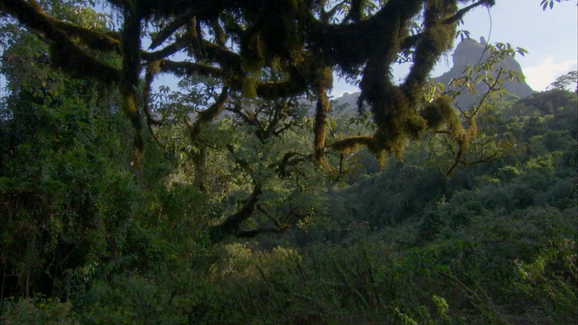 Deleted Scene - Harenna Forest