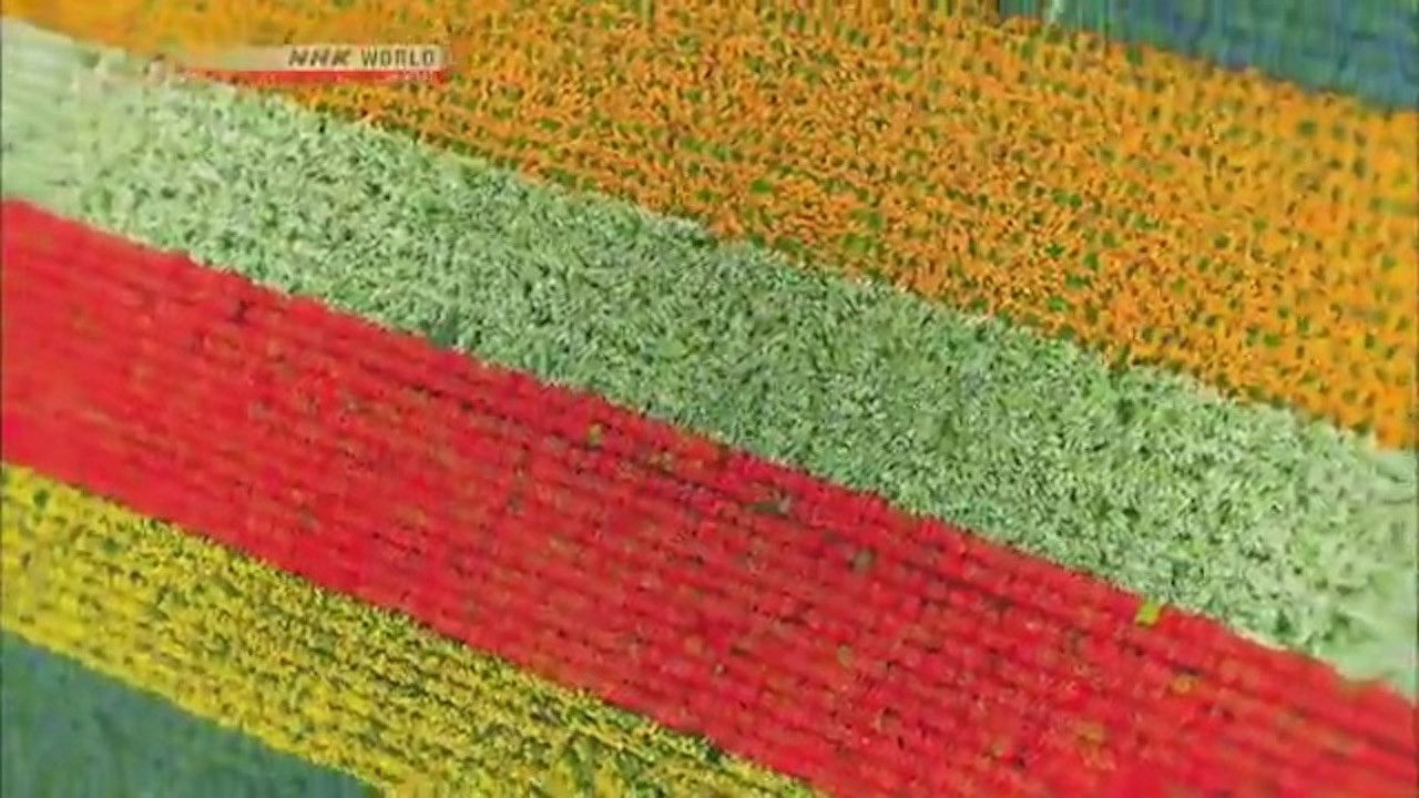 HAIKU MASTERS in Biei, Hokkaido