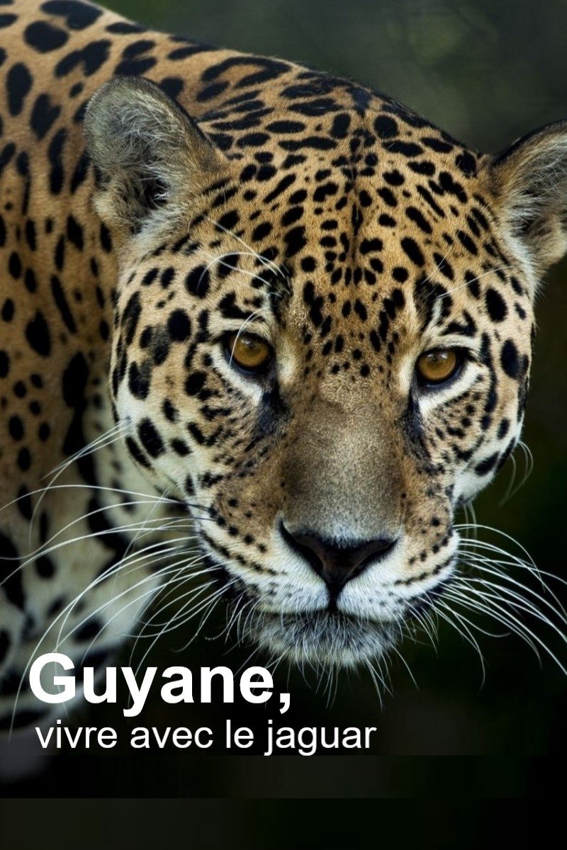 Poster de Guyane, vivre avec le jaguar