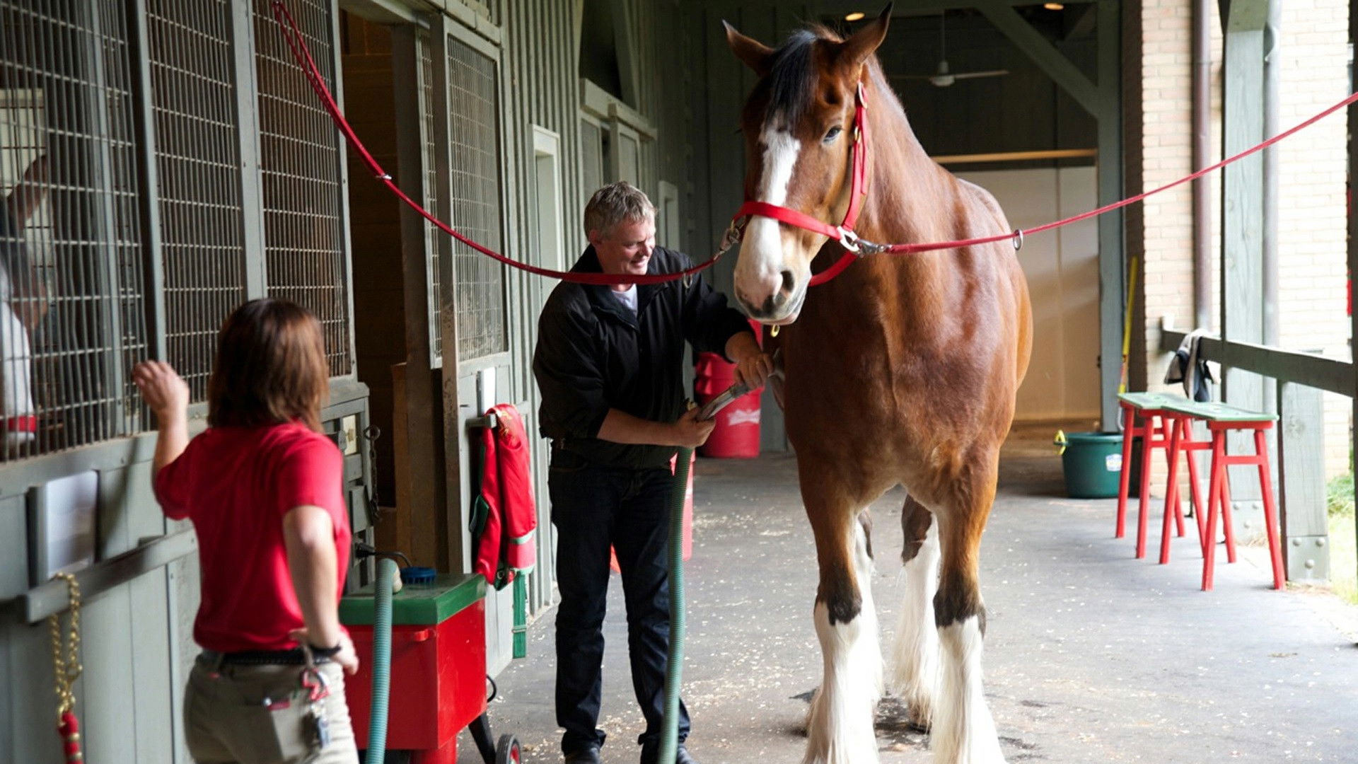 Martin Clunes: Heavy Horsepower