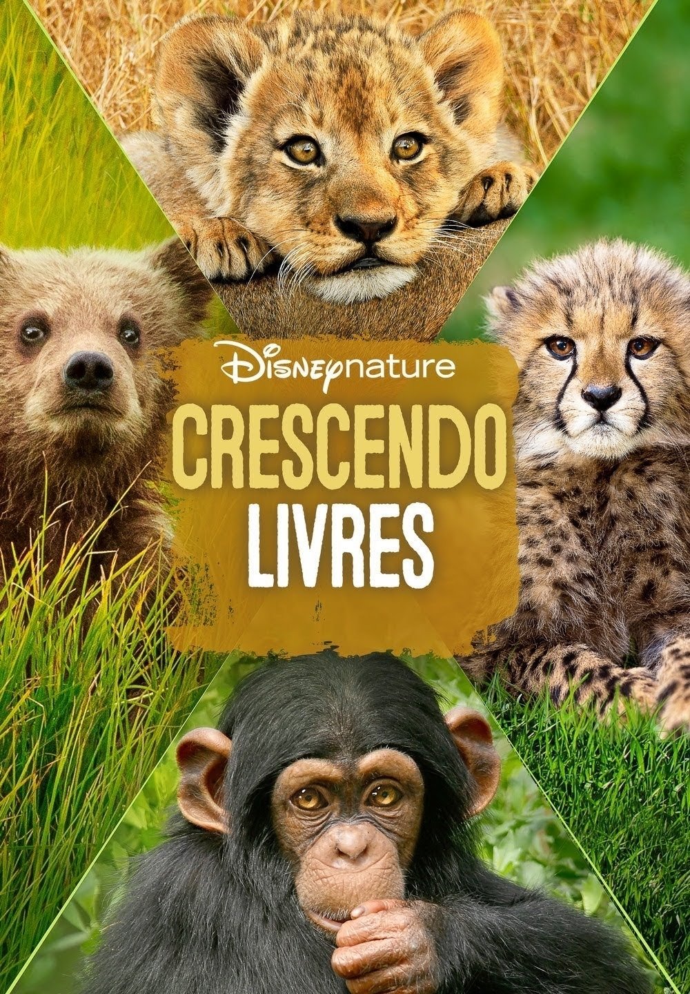 Poster de Crescendo Livres