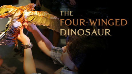 The Four Winged Dinosaur