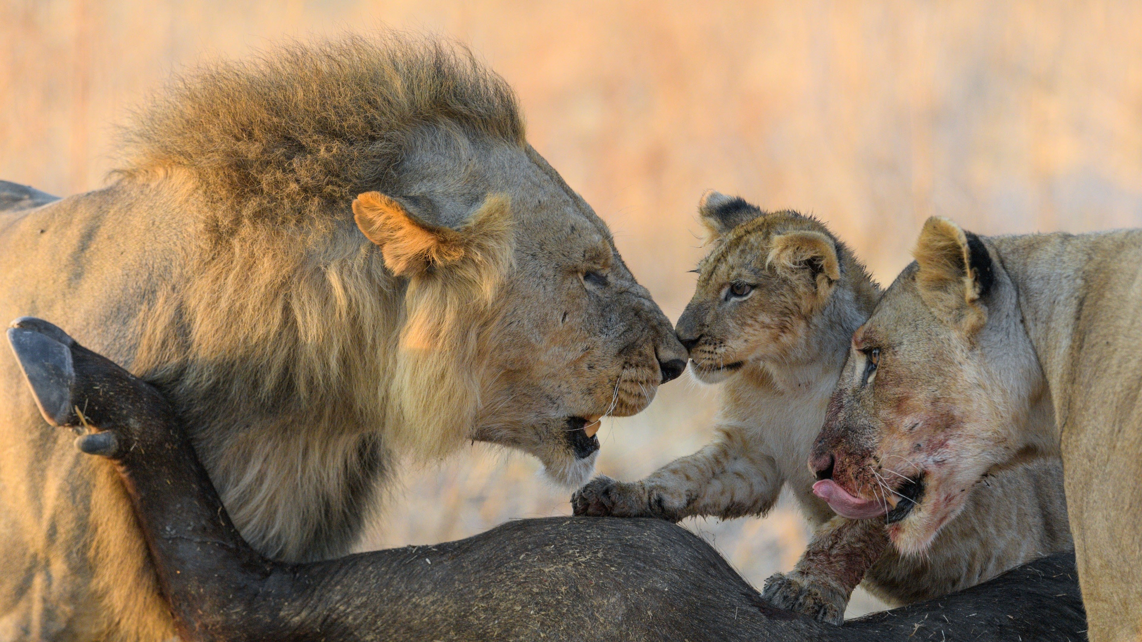 Lion Kingdom