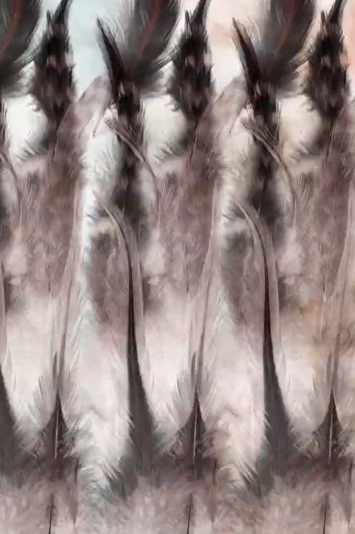 Poster de The Anatomy of a Feather