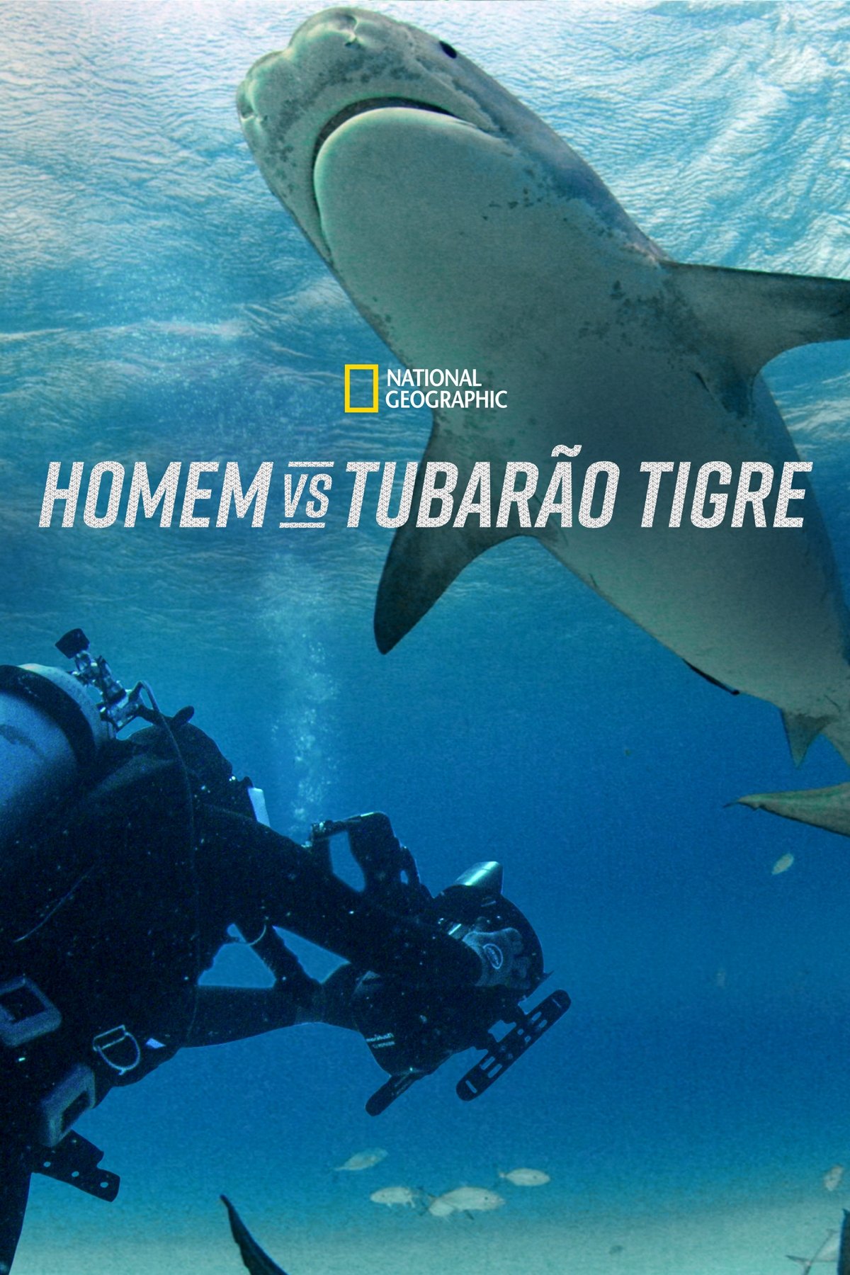 Poster de Homem vs Tubarão Tigre