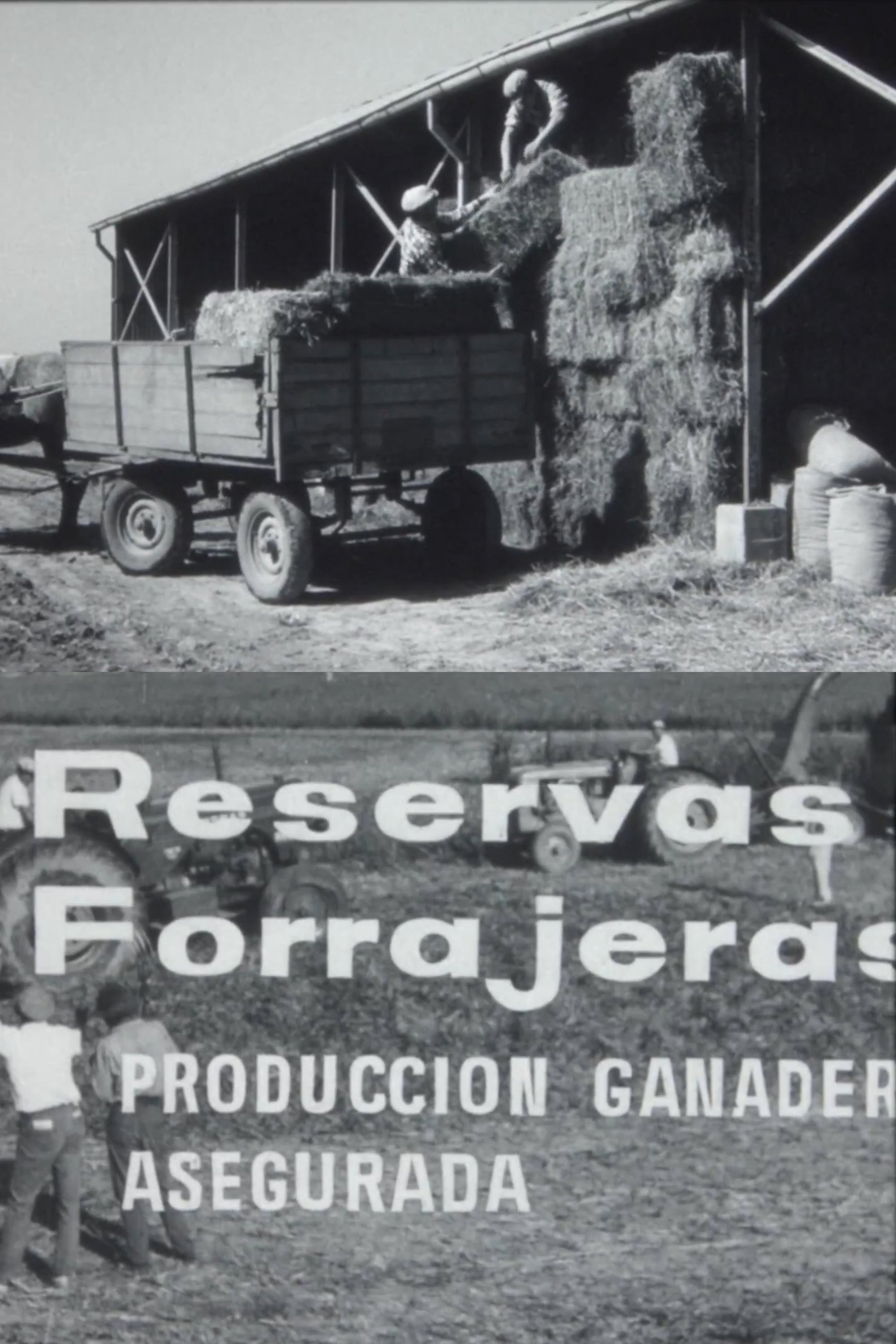 Poster de Reservas forrajeras, producción ganadera asegurada