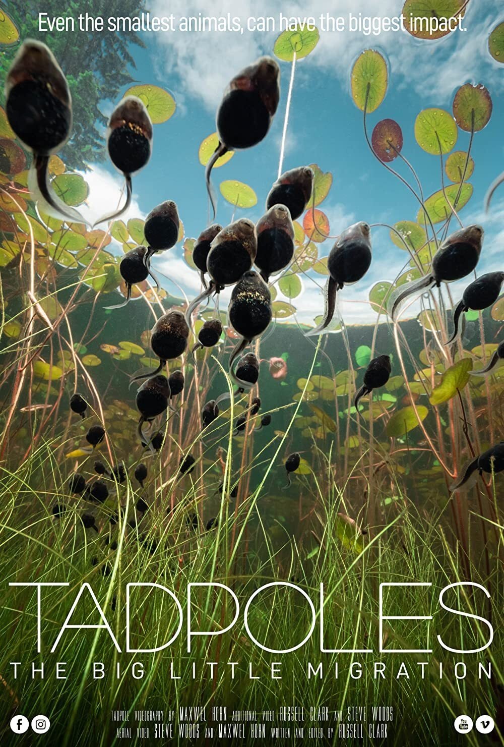Poster de Tadpoles: The Big Little Migration