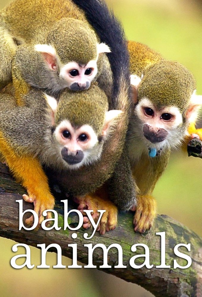 Poster de Animais Bebês
