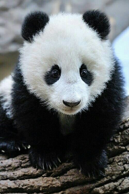 Poster de Panda Babies