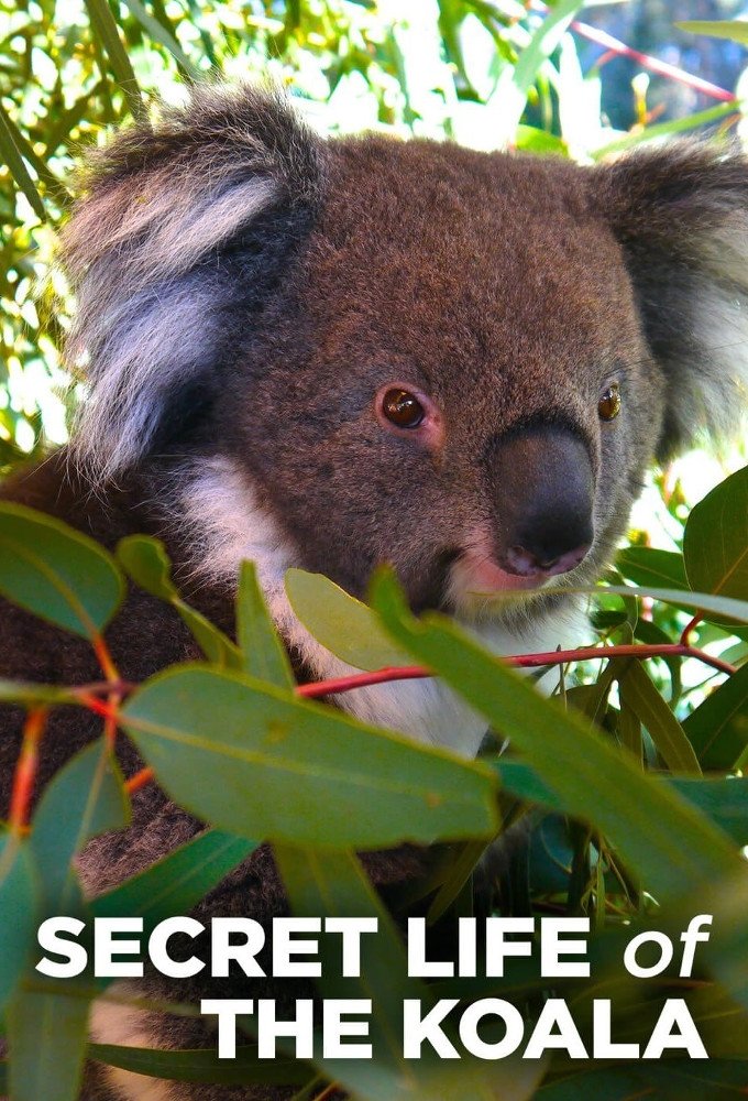 Poster de Secret Life of the Koala