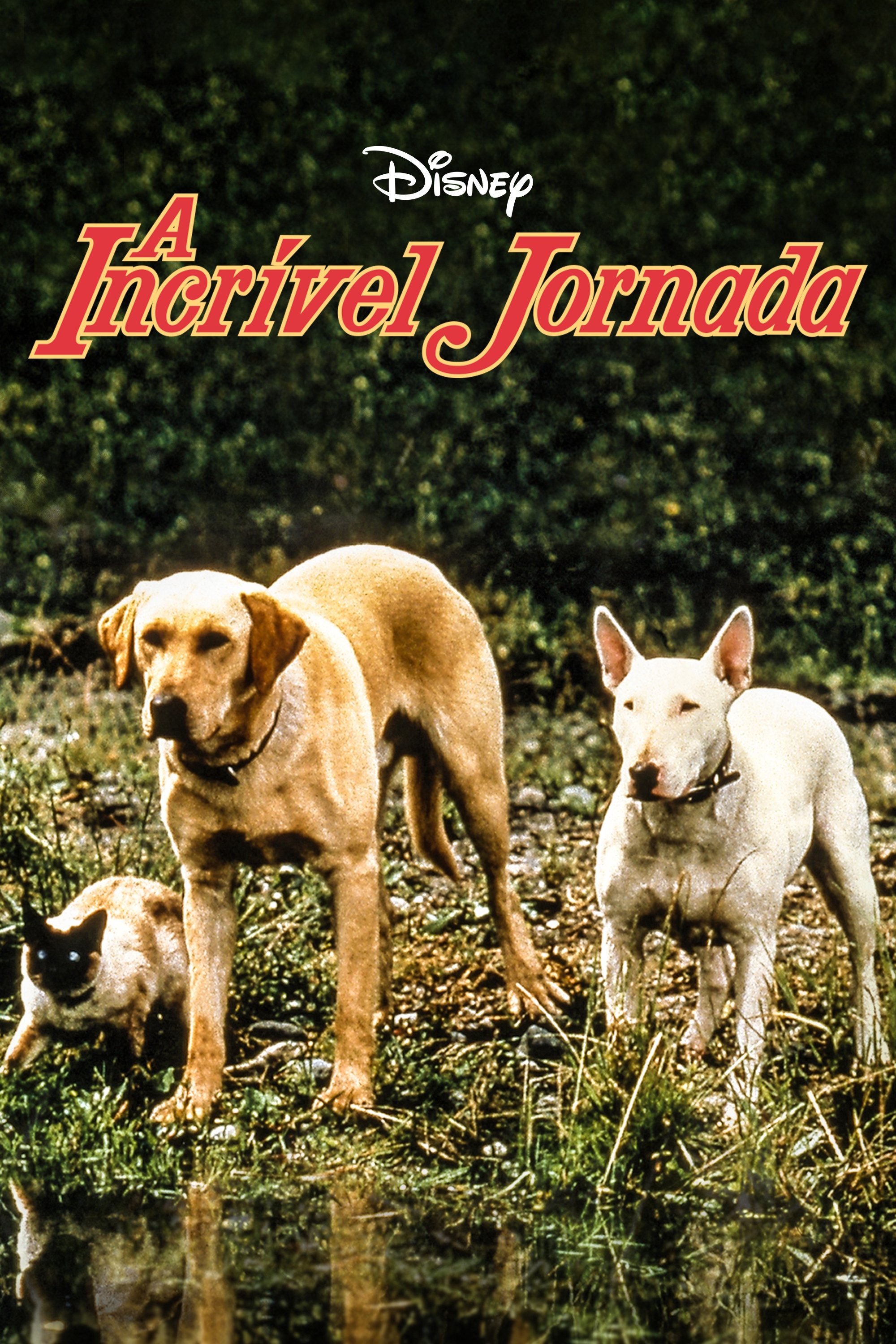 Poster de A Incrível Jornada