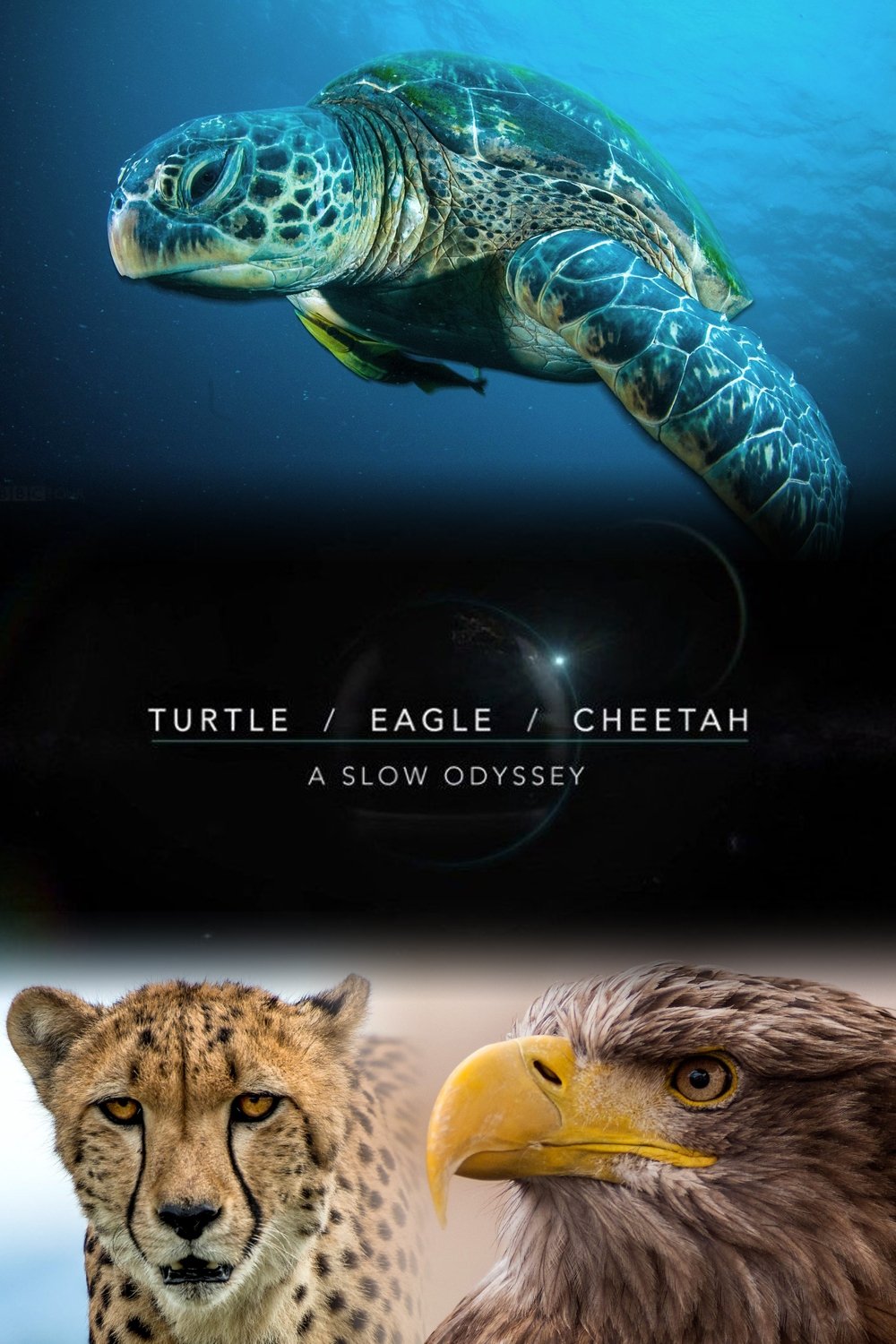 Poster de Turtle, Eagle, Cheetah: A Slow Odyssey