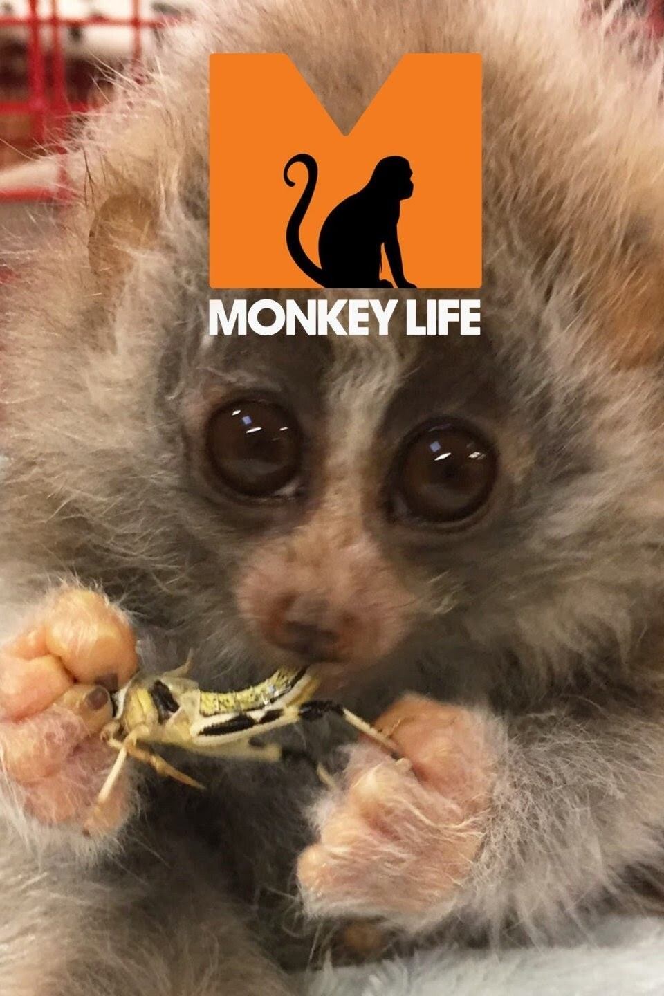 Poster de Monkey Life