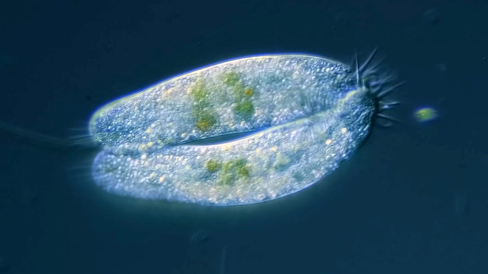 Becoming Your Own Baby Through Conjugation