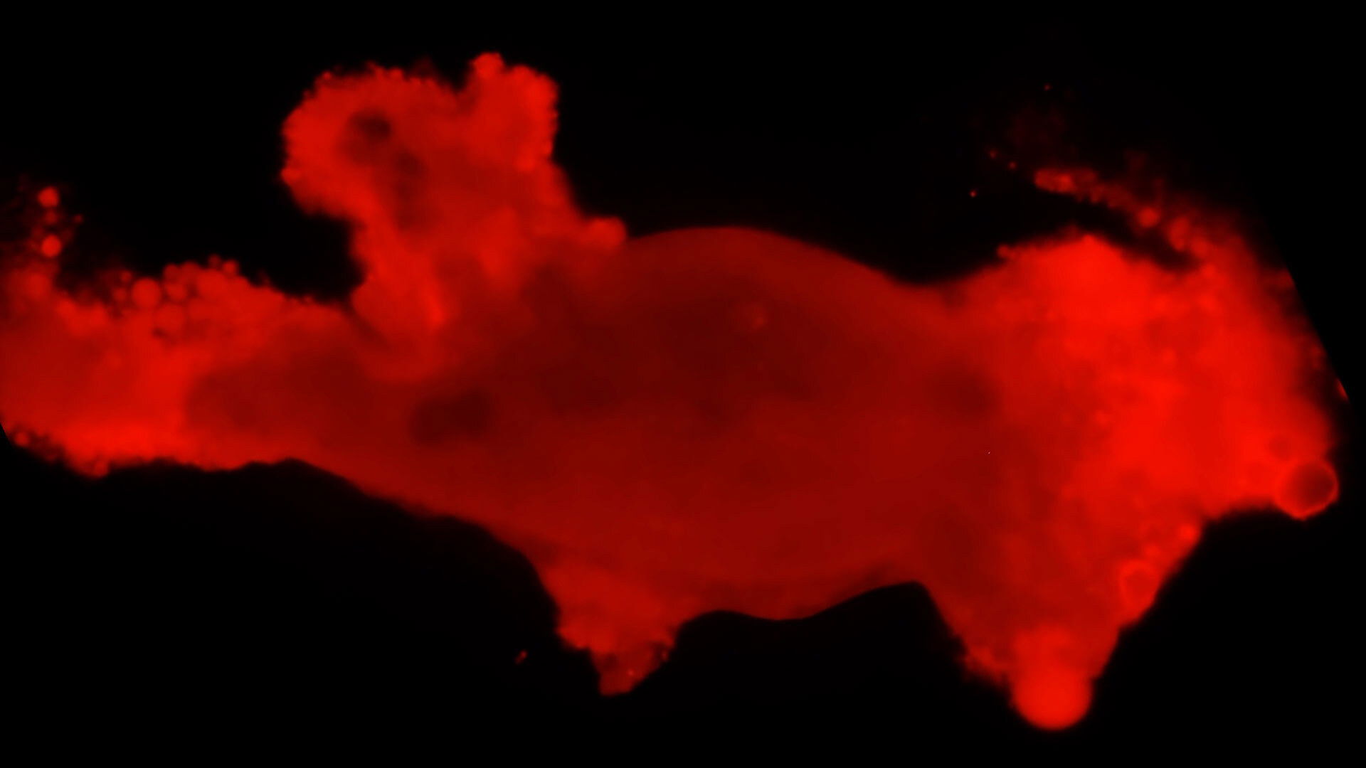 Why Do Microbes Explode Under UV Light?