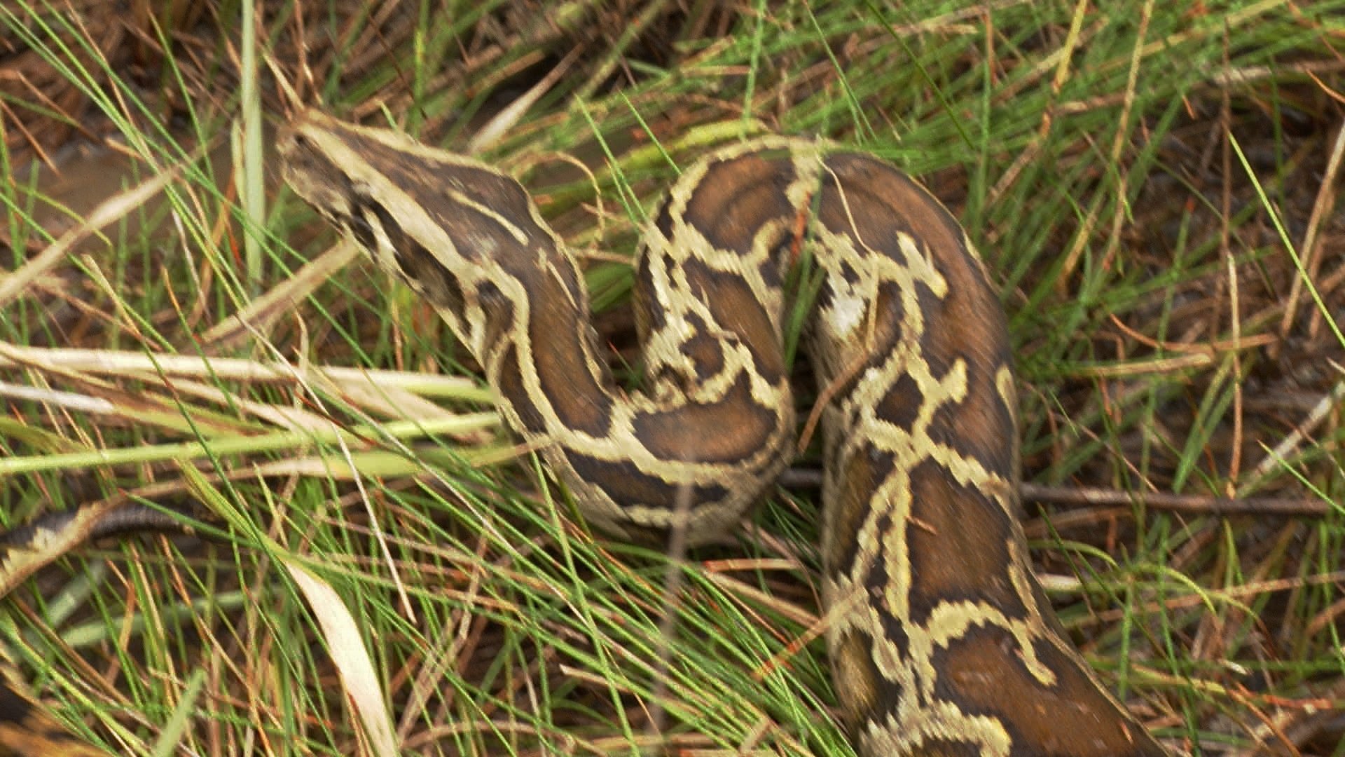 Swamp People: Serpent Invasion 2×1