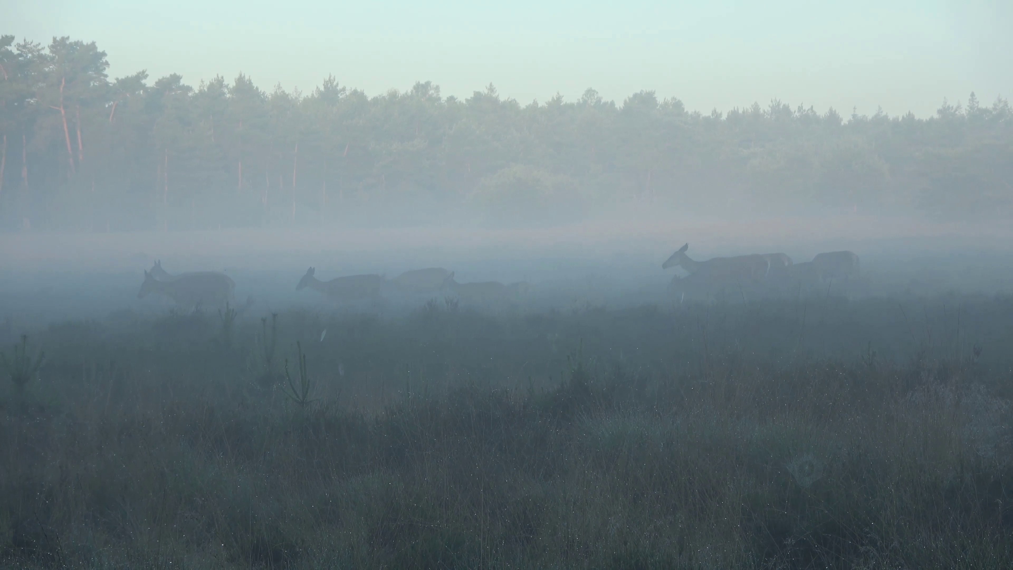 De Achtertuin van Kees