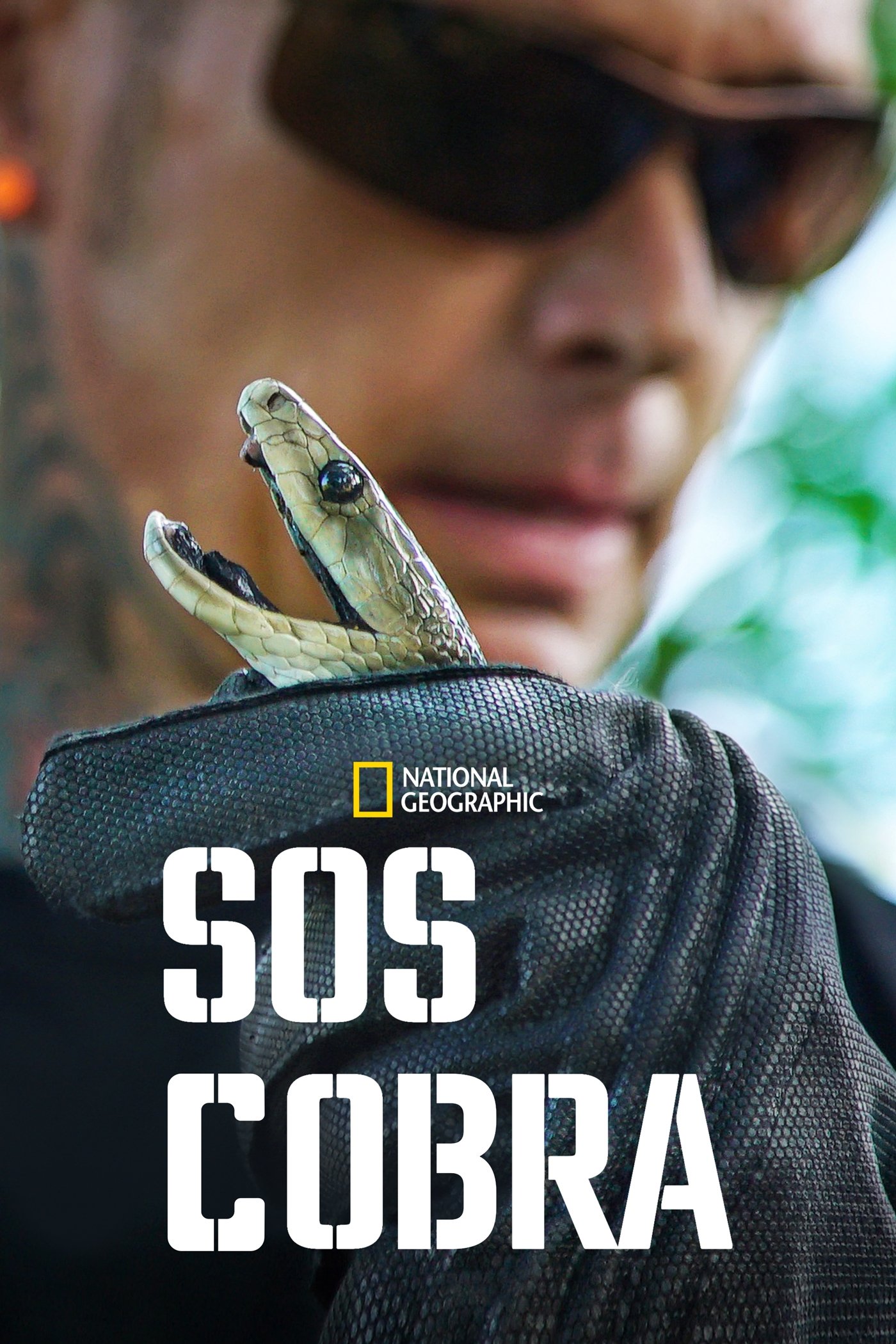 Poster de Temporada 8