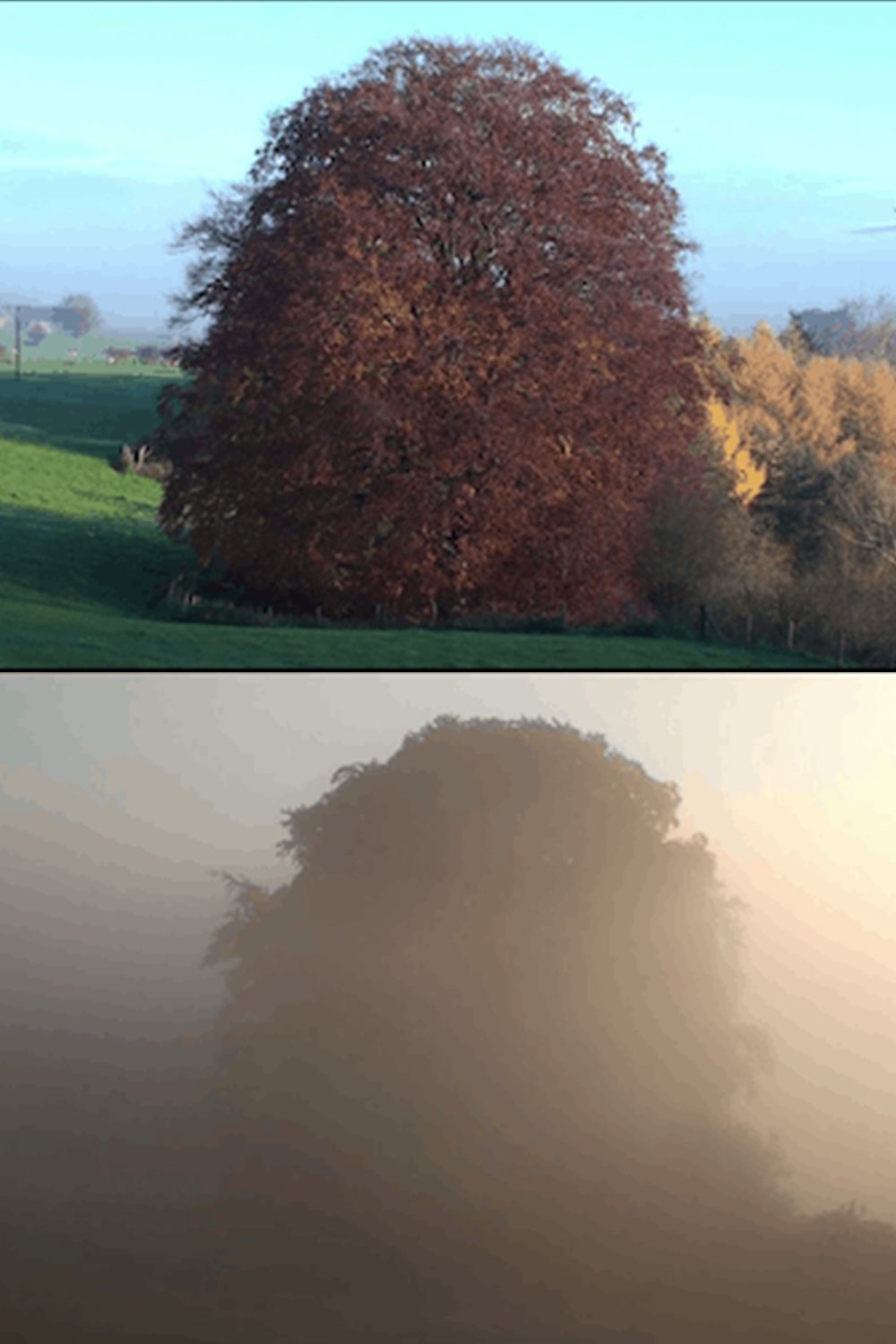 Poster de Beech Tree
