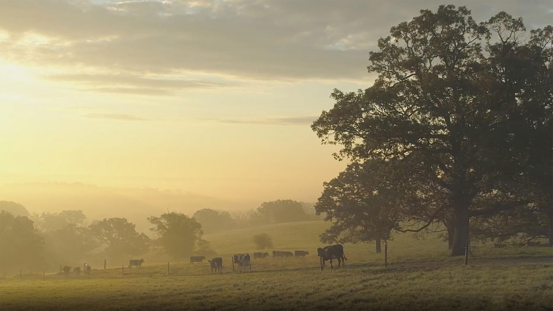Seven Seeds Farm | Recipe: Steak au Poivre