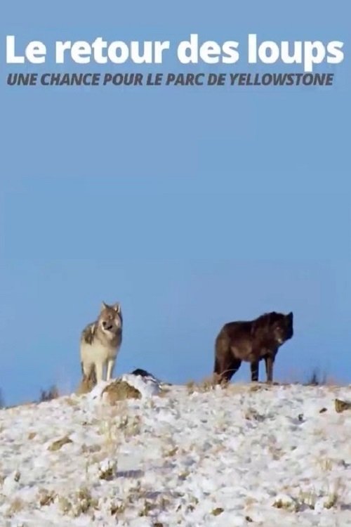 Poster de Die Rückkehr der Wölfe: Das Wunder im Yellowstone-Nationalpark