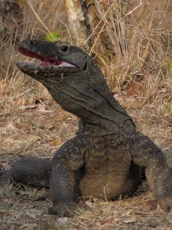 Poster de The Natural World--Komodo: The Deadly Bite