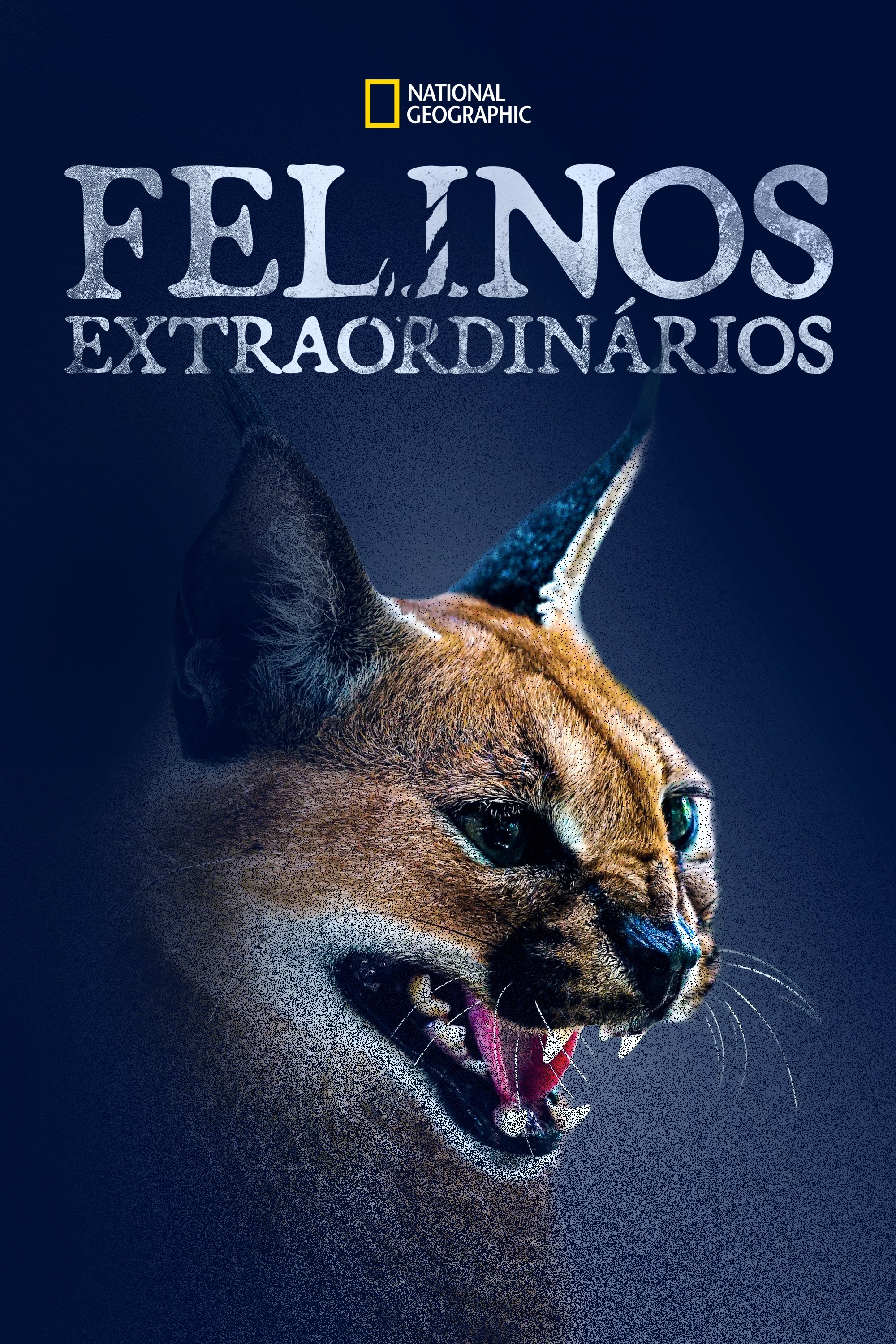 Poster de Felinos Extraordinários